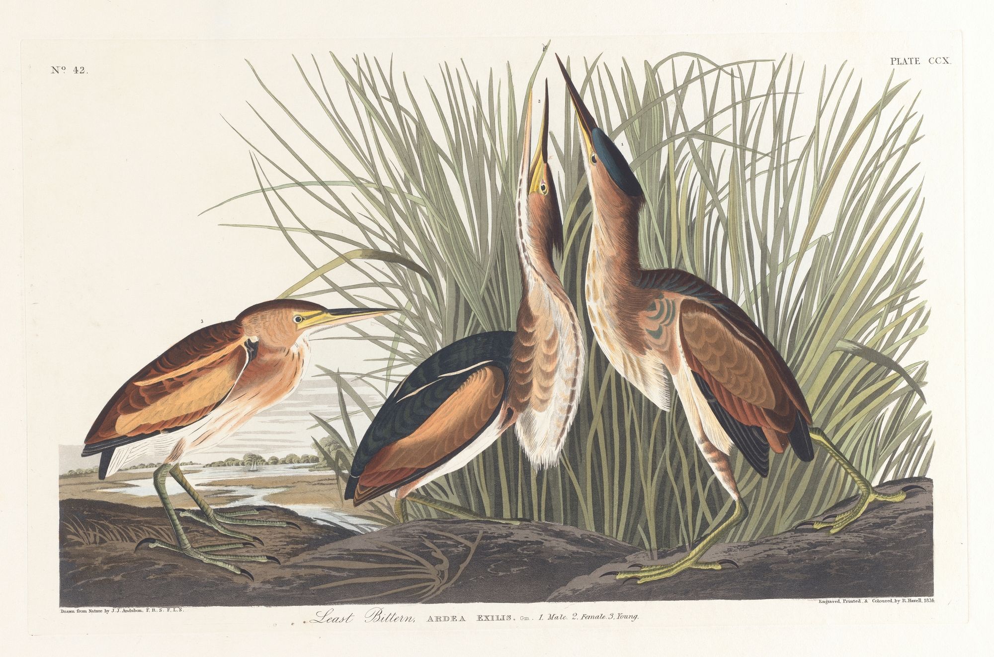 Least bittern (1827–1838)