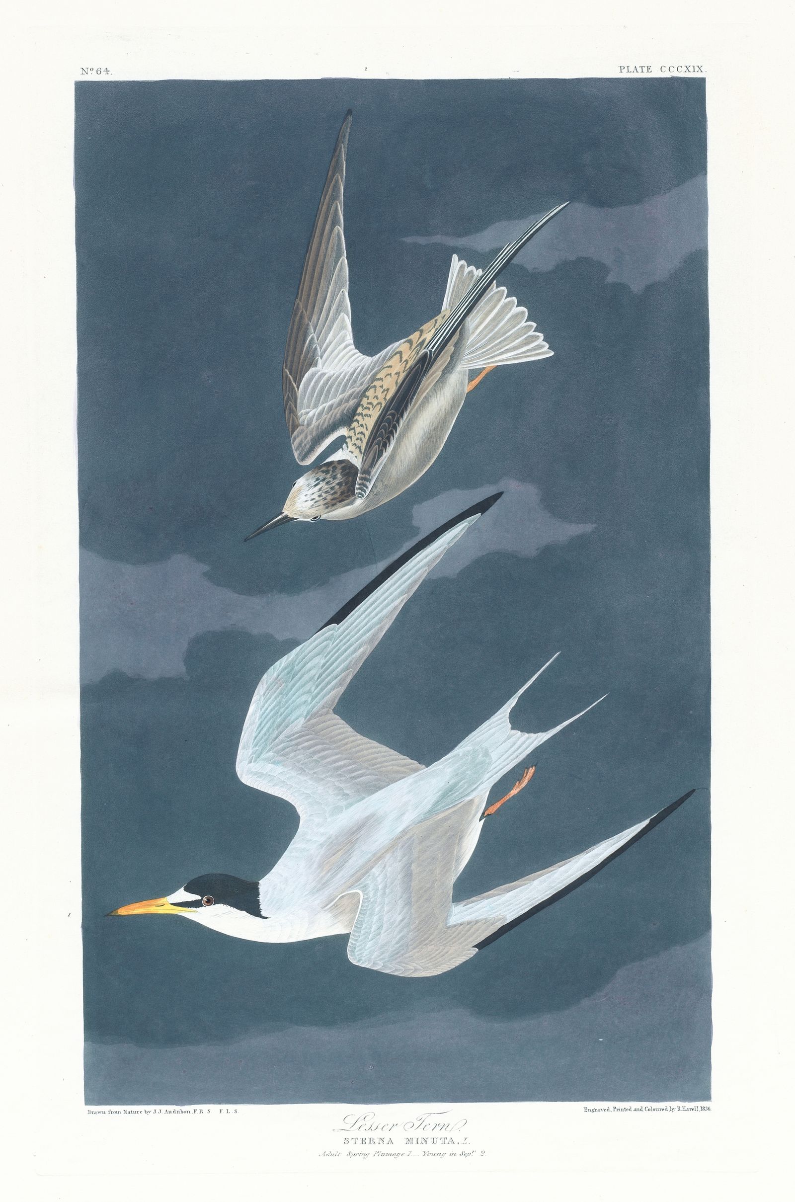 Lesser tern (1827–1838)