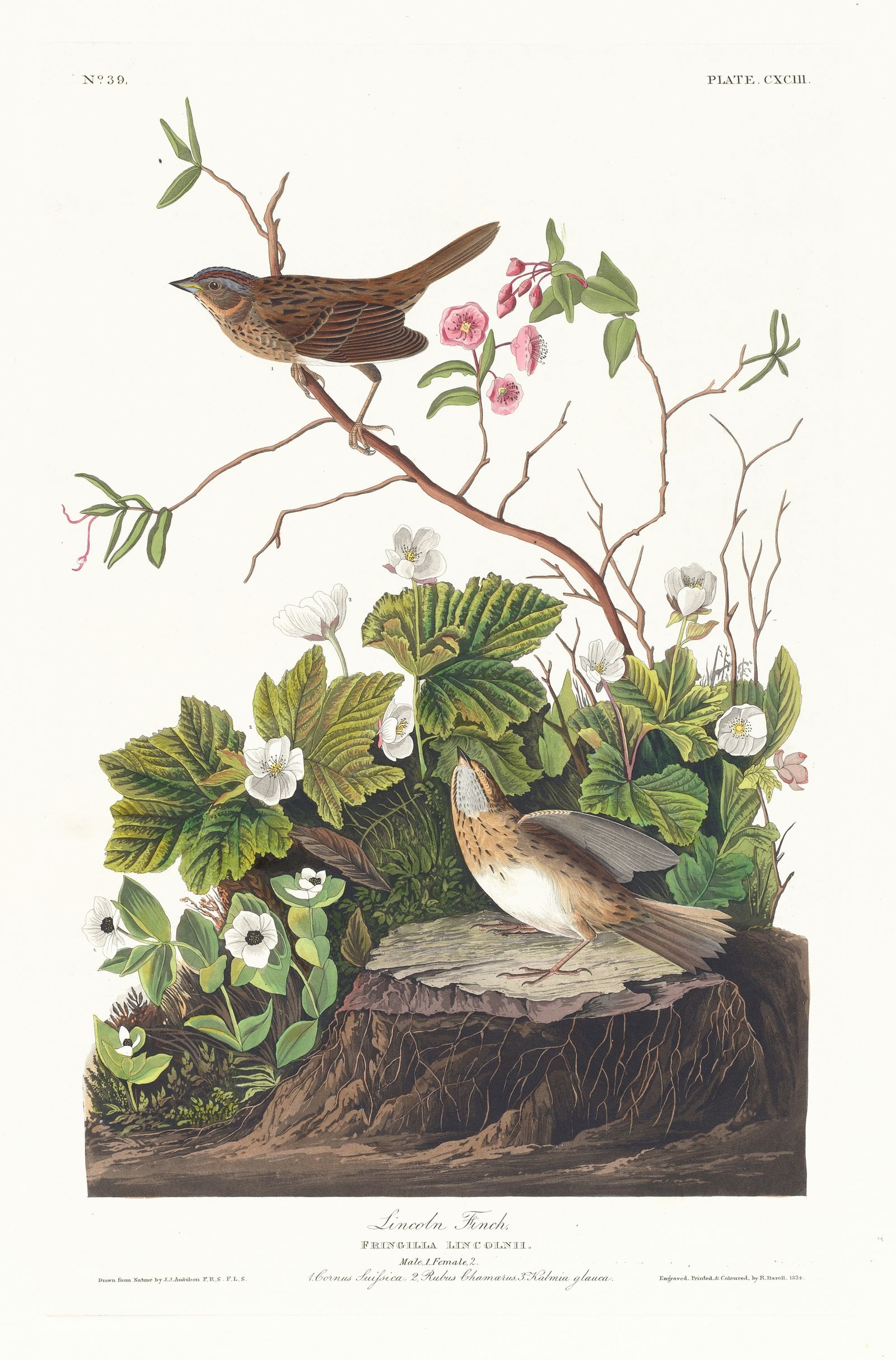 Lincoln finch (1827–1838)