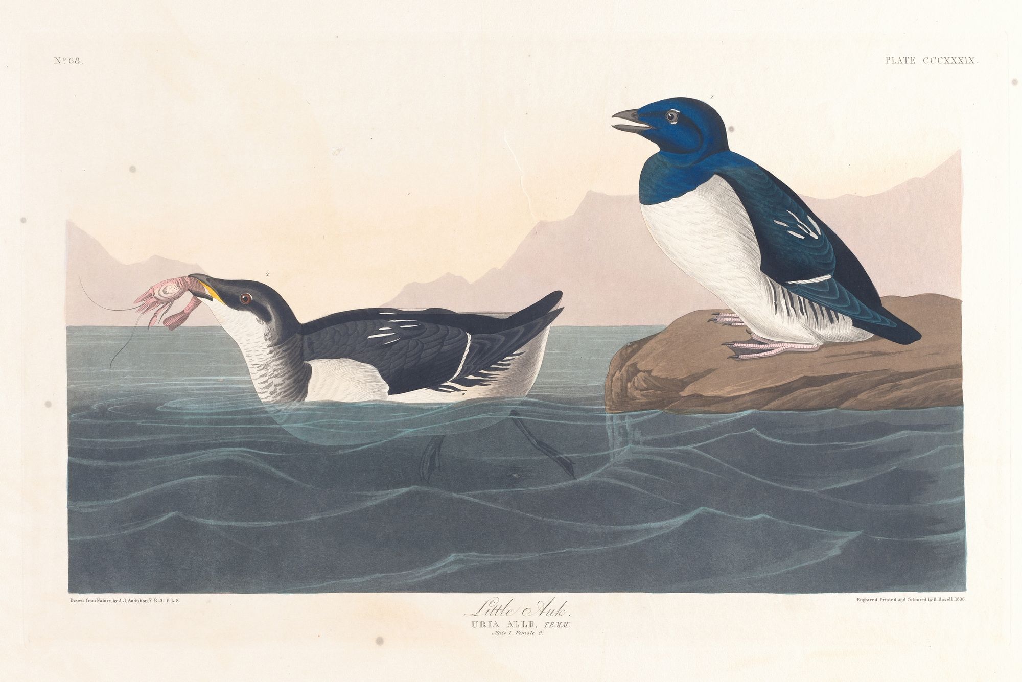 Little auk (1827–1838)