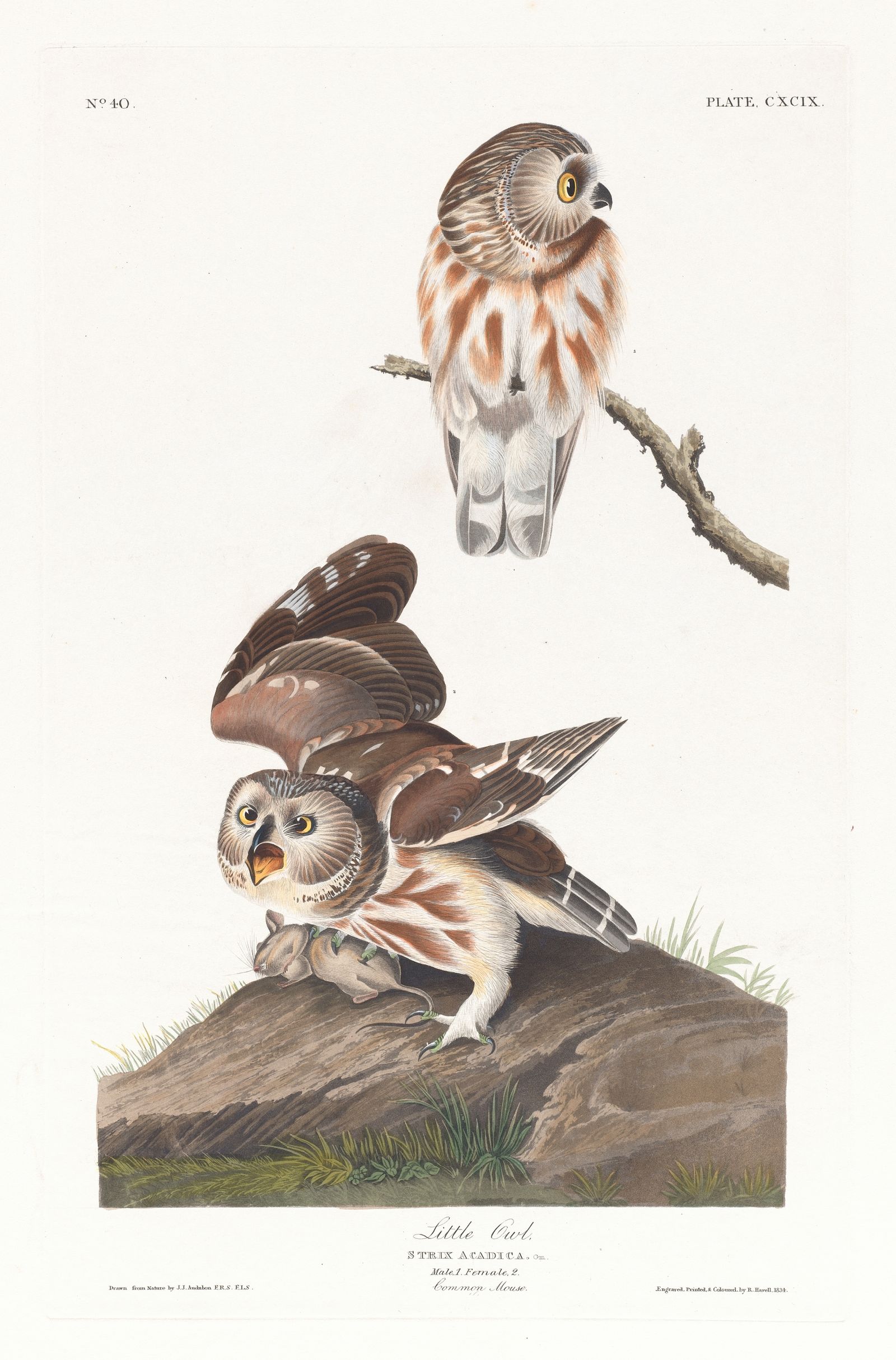 Little owl (1827–1838)