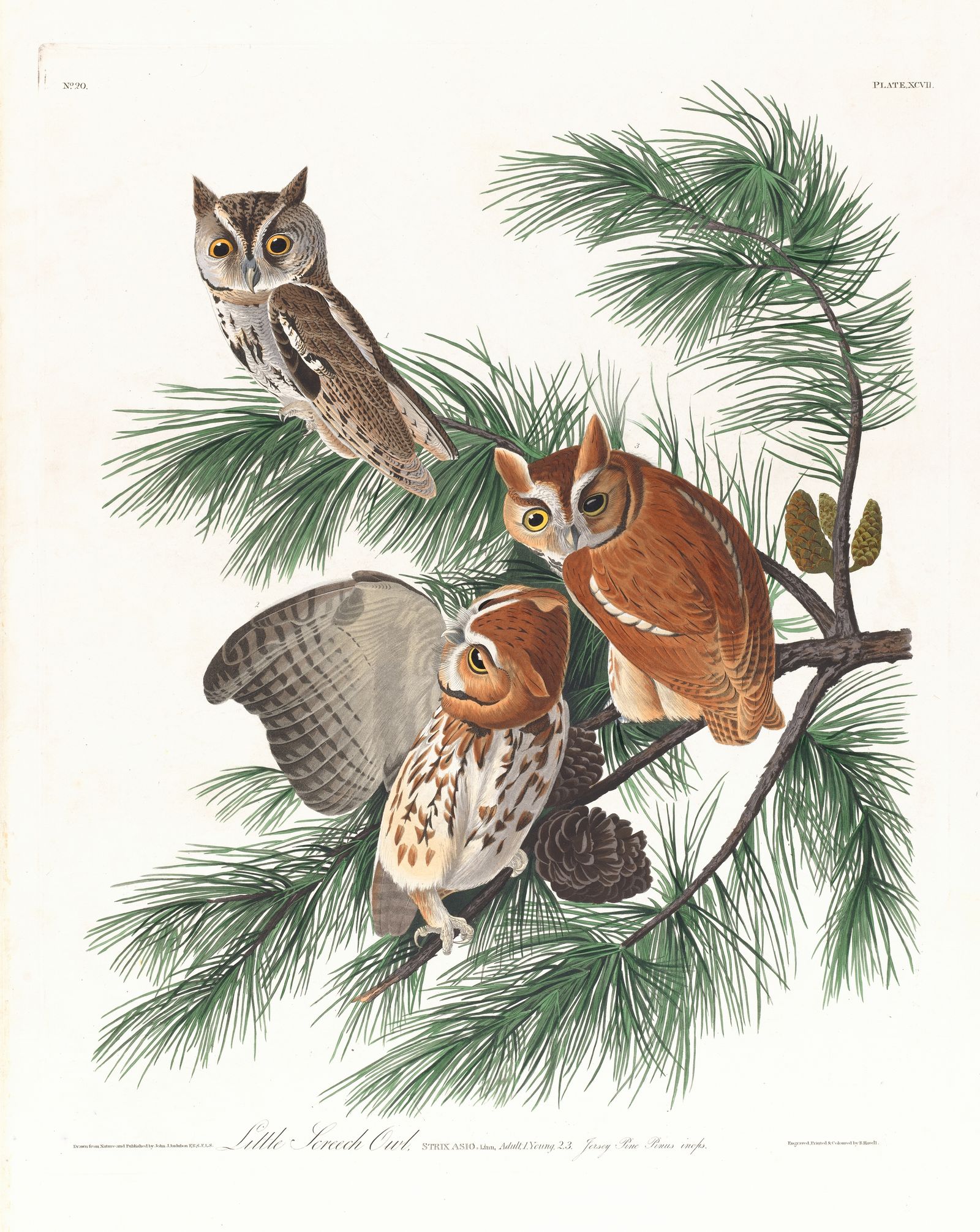 Little screech owl (1827–1838)