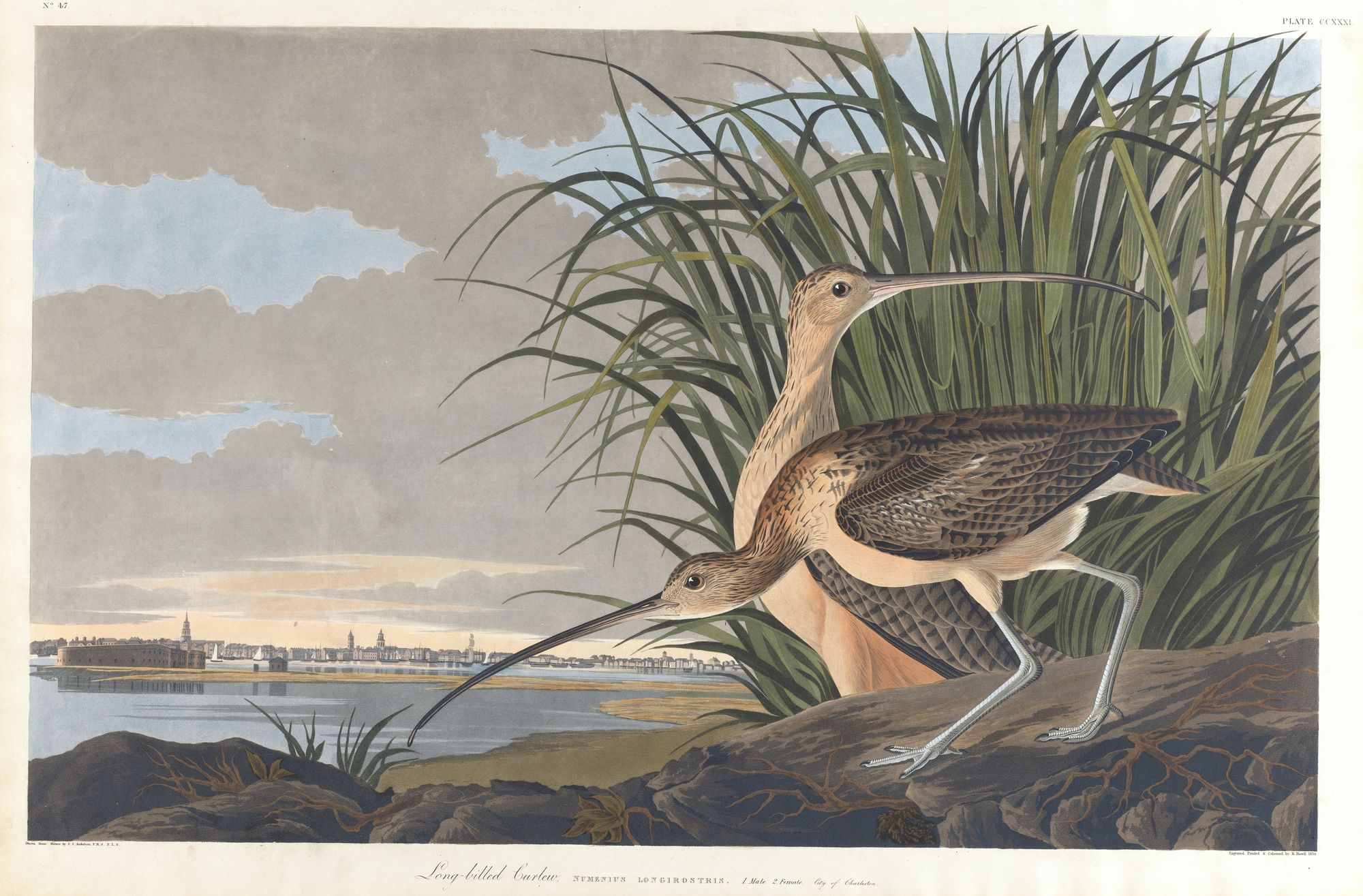 Long-billed curlew (1827–1838)