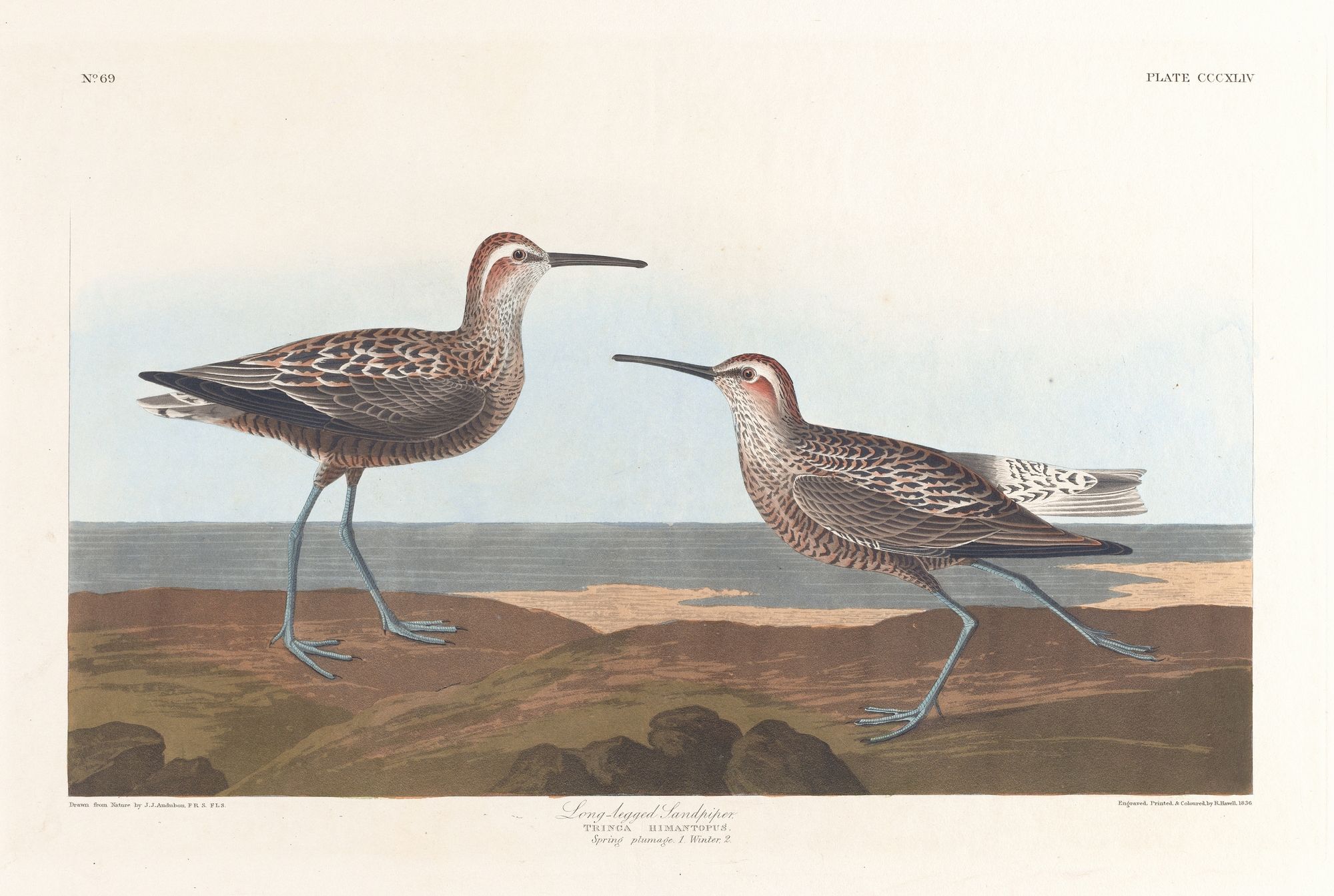 Long-legged sandpiper (1827–1838)