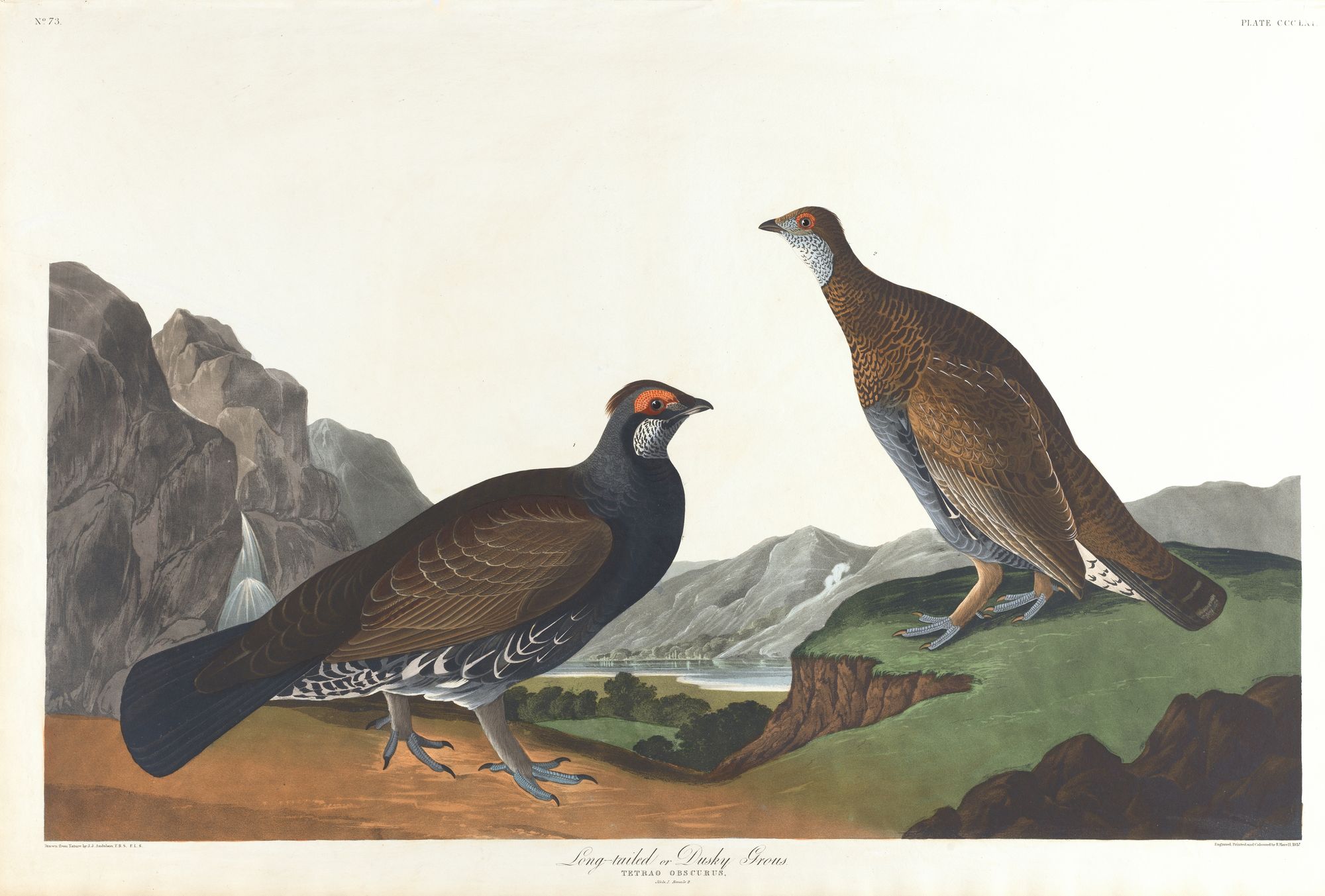 Long-tailed or dusky grous (1827–1838)