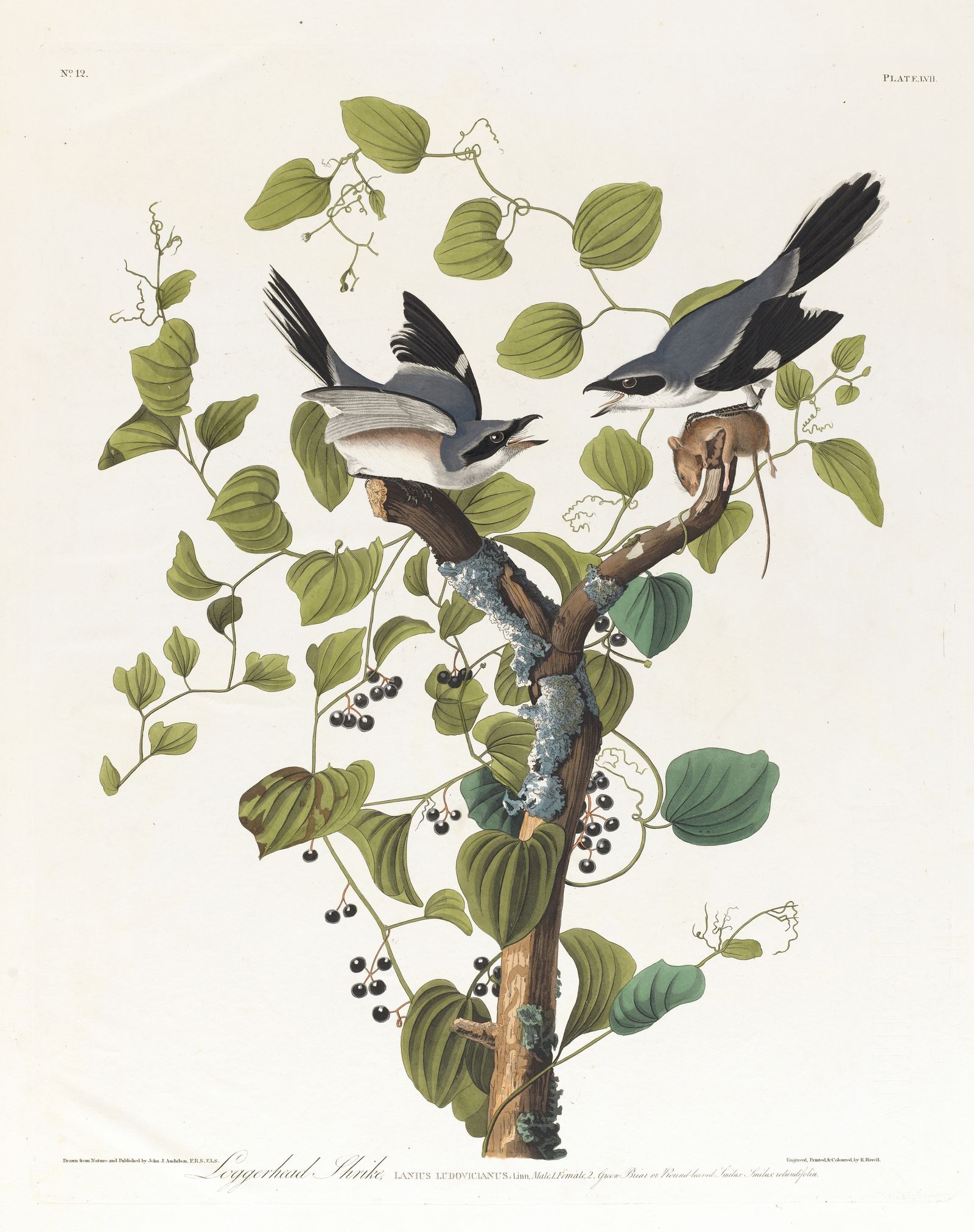 Loggerhead shrike (1827–1838)