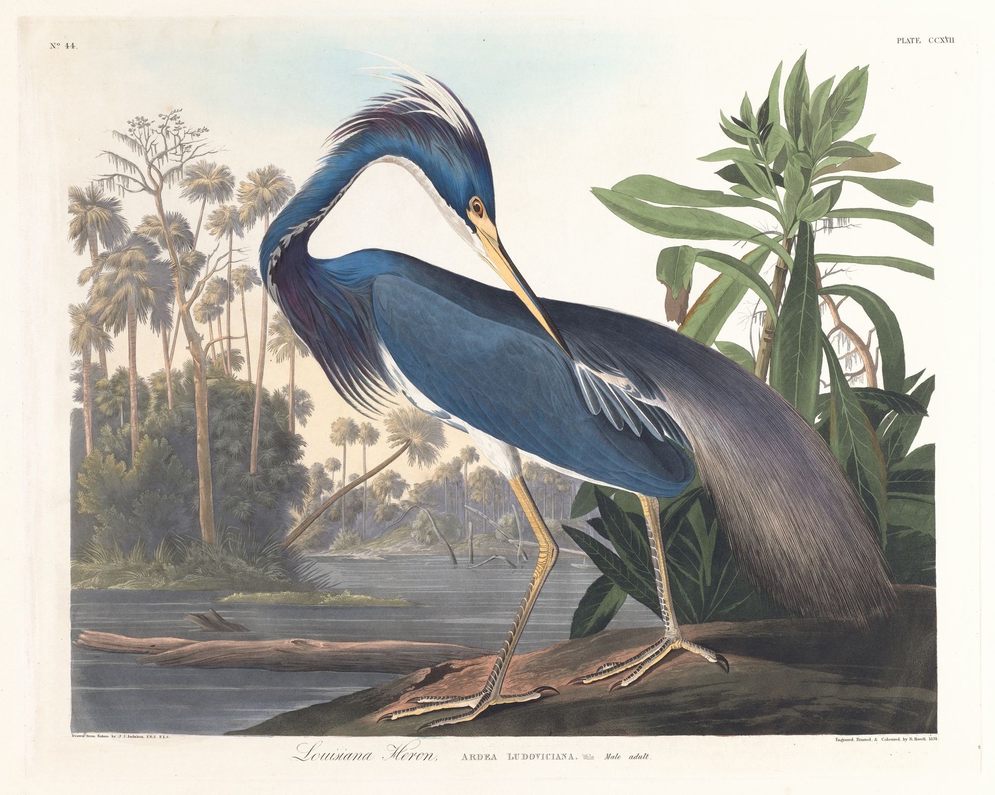 Louisiana heron (1827–1838)