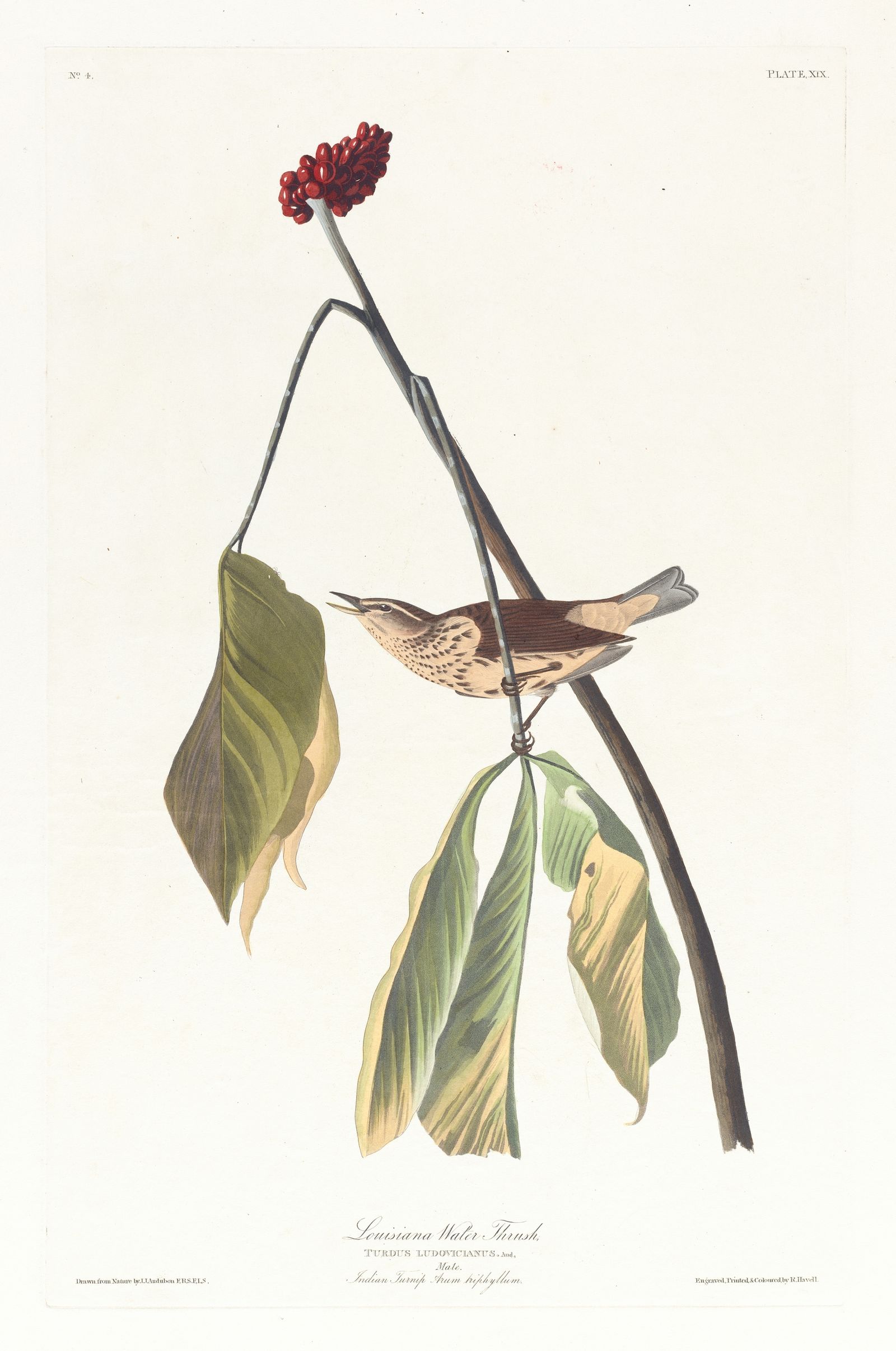 Louisiana water thrush (1827–1838)