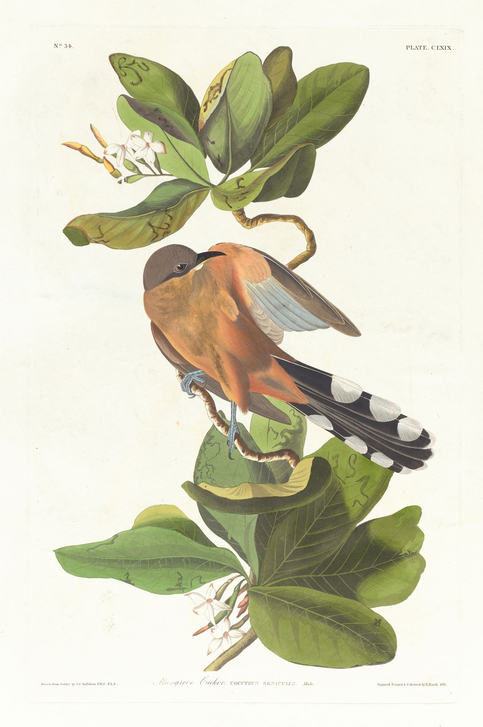 Mangrove cuckoo (1827–1838)