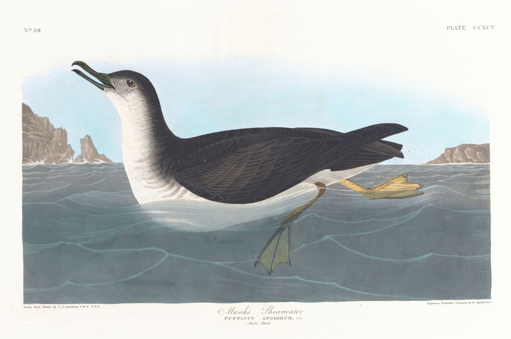 Manks shearwater (1827–1838)
