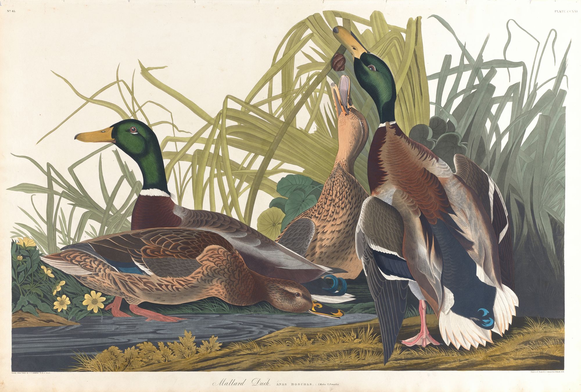 Mallard duck (1827–1838)