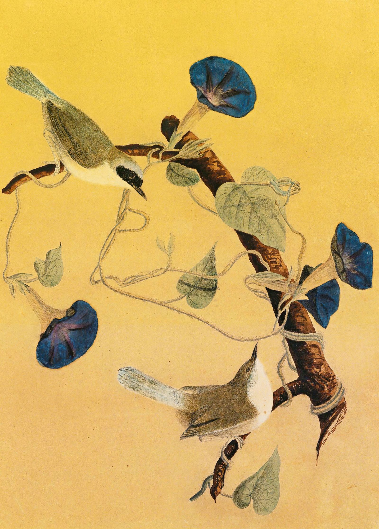 Maryland Yellowthroats (1855)