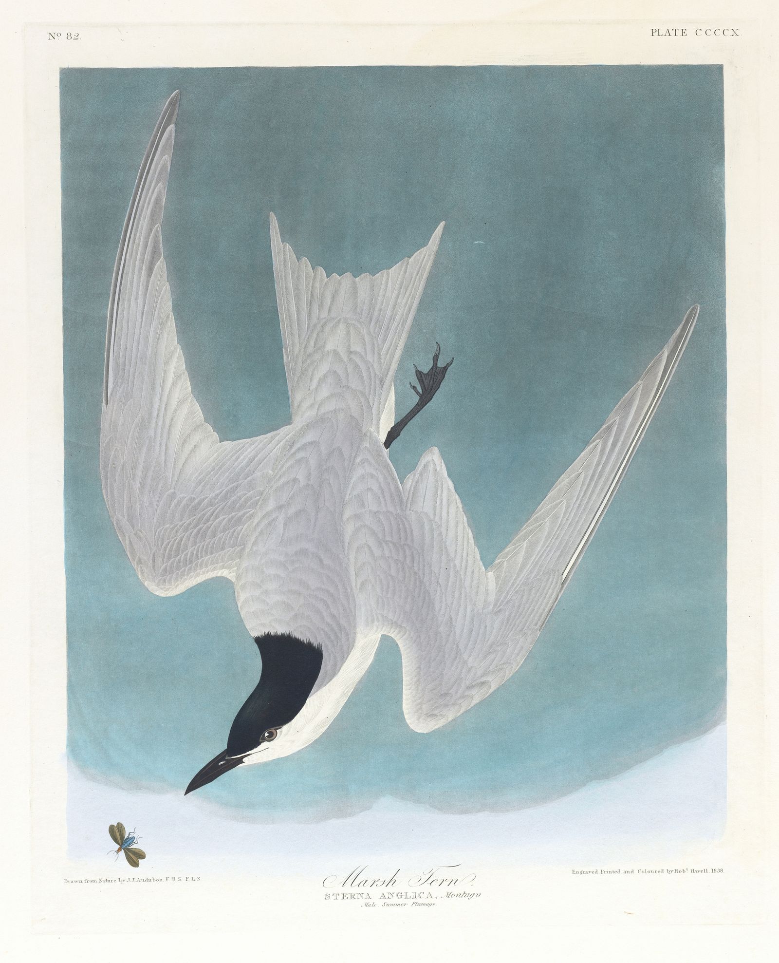 Marsh tern (1827–1838)