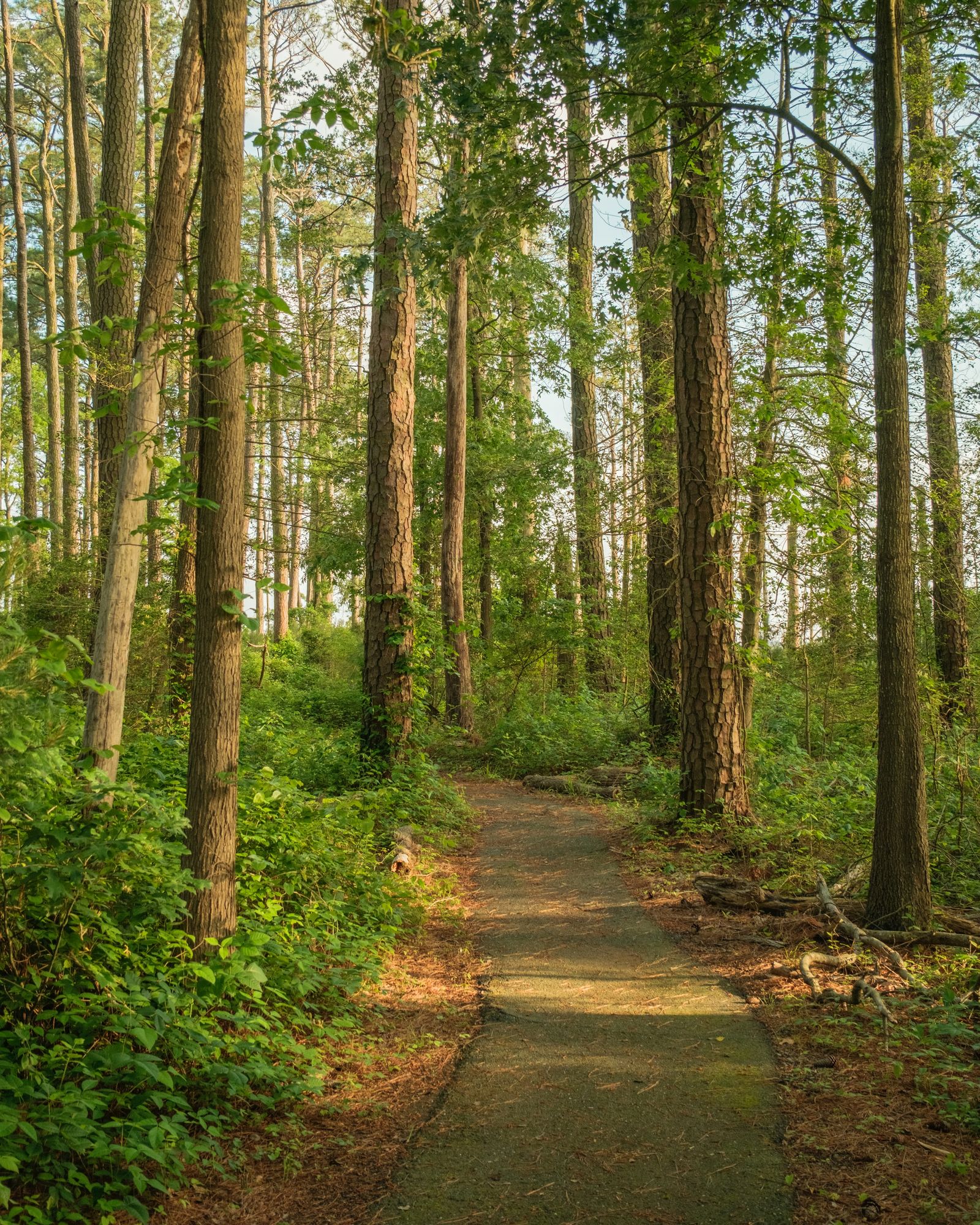 Marsh Edge Trail, Blackwater National Wildlife Refuge 01