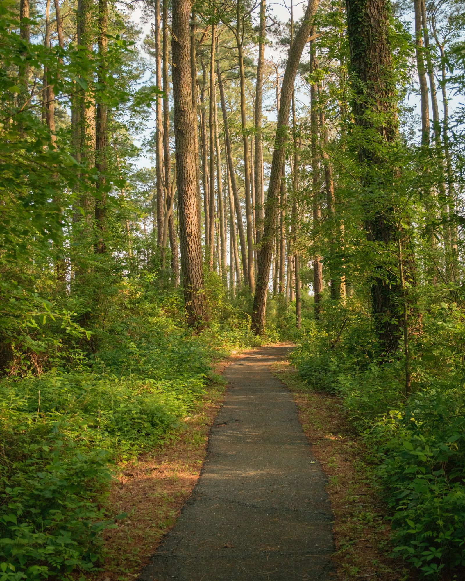 Marsh Edge Trail, Blackwater National Wildlife Refuge 02