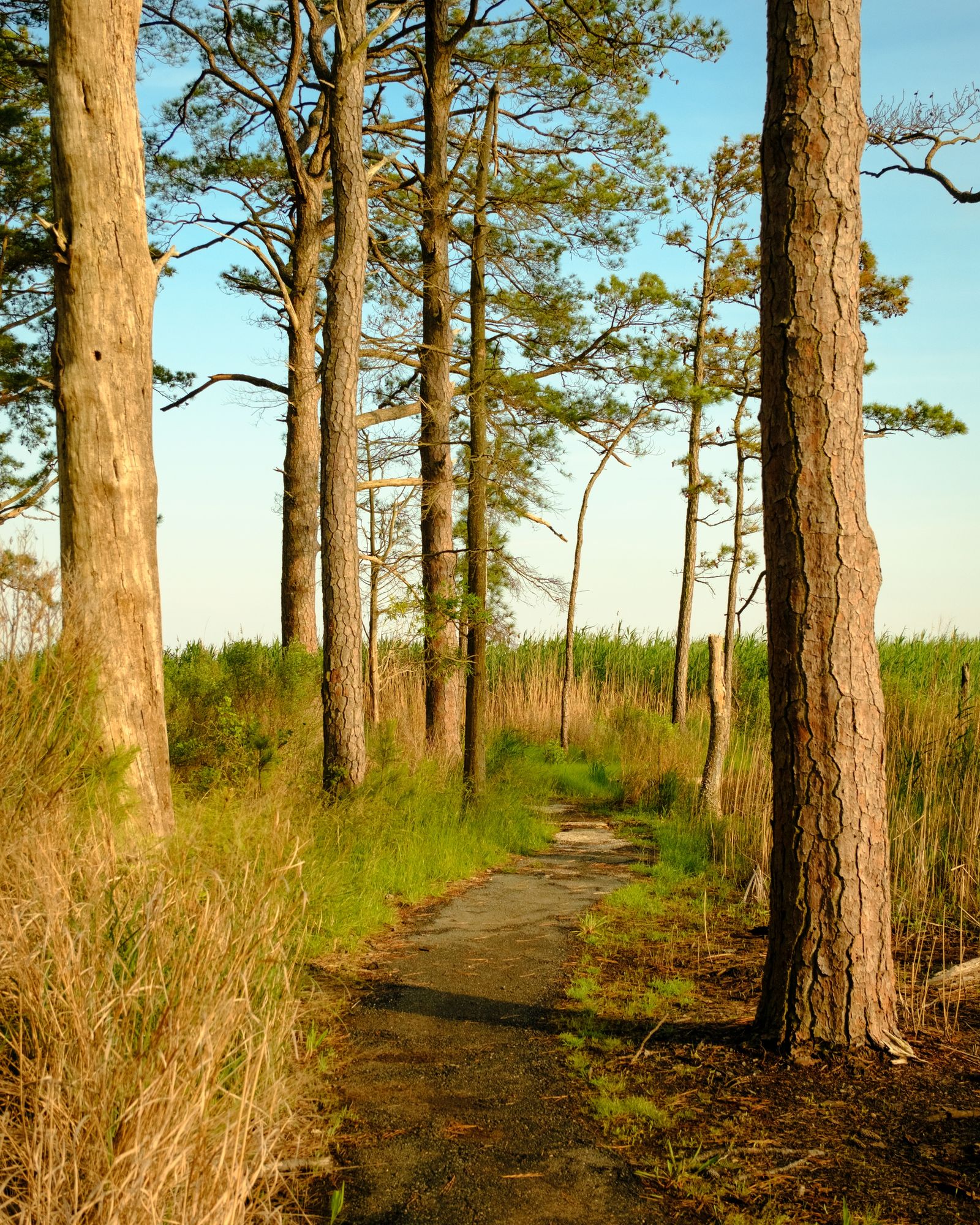 Marsh Edge Trail, Blackwater National Wildlife Refuge 03