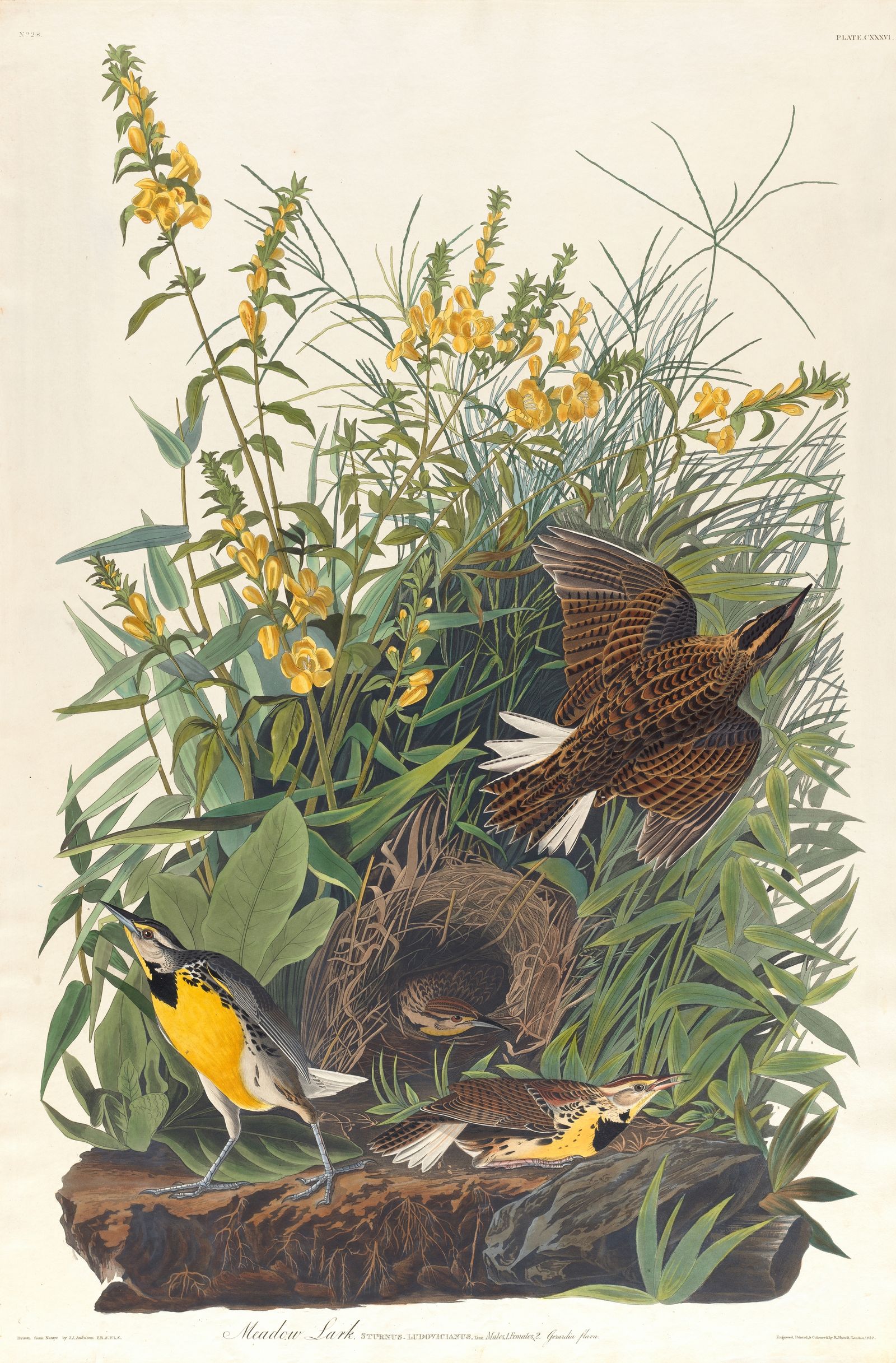 Meadow lark (1827–1838)