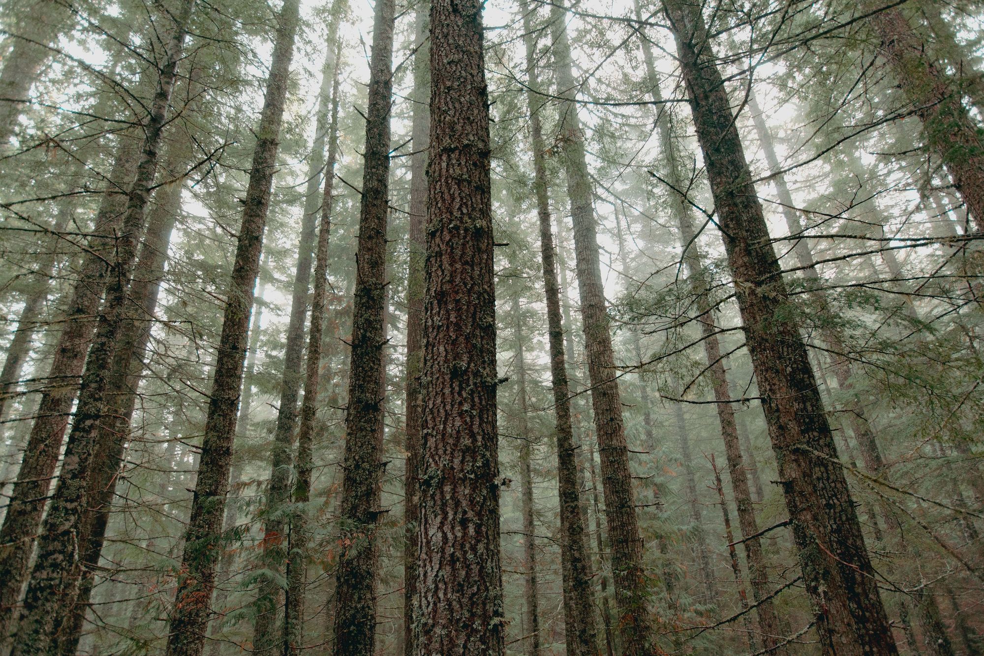 Mount Rainier 01