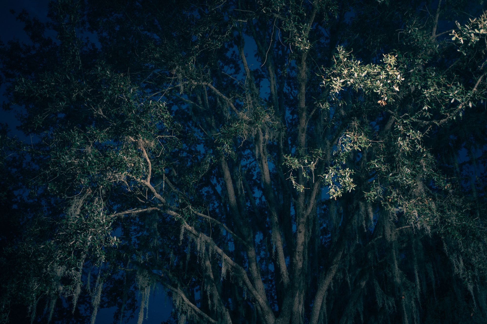 Mystic Oak