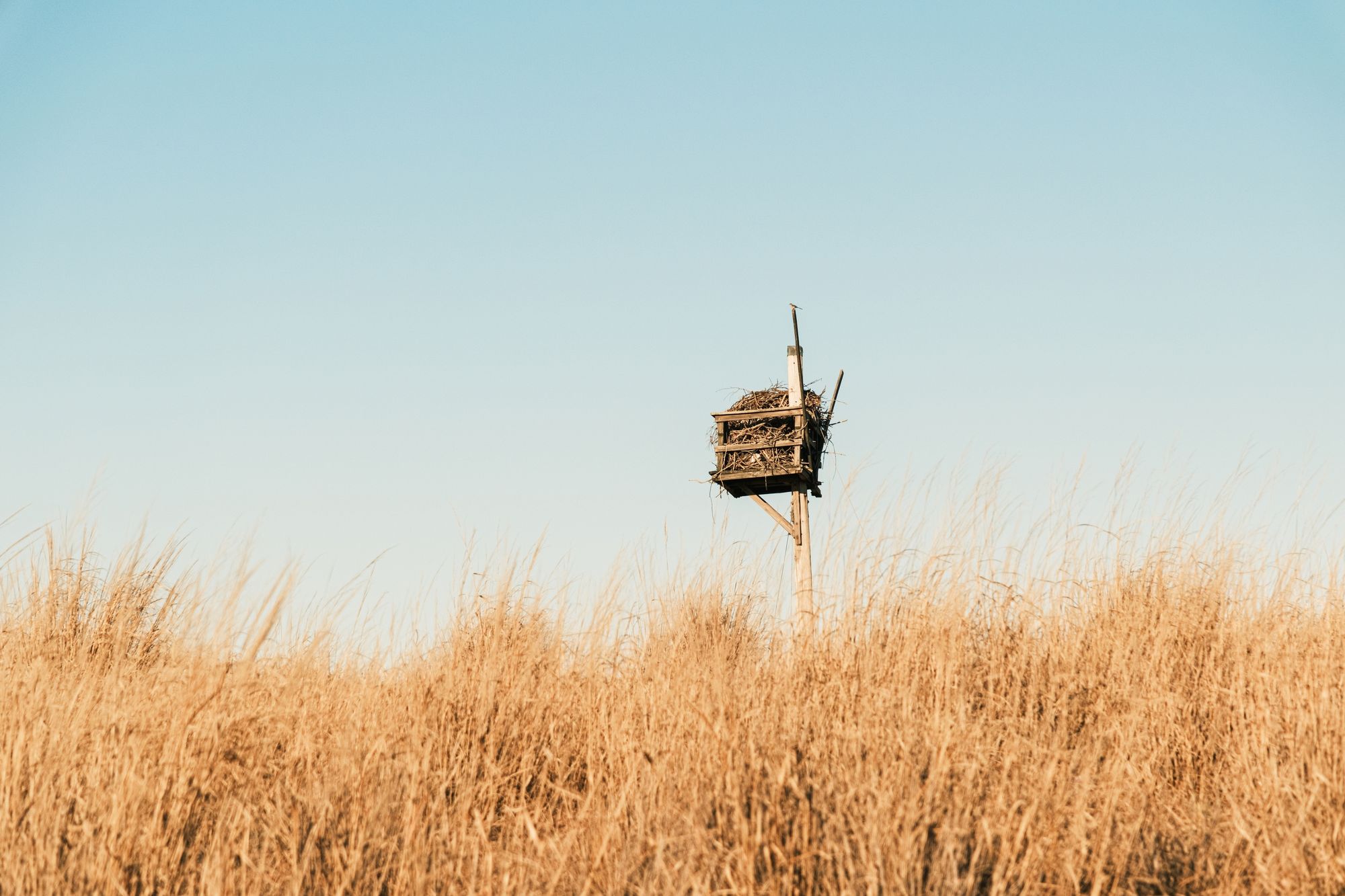 Nest at Sandy Hook