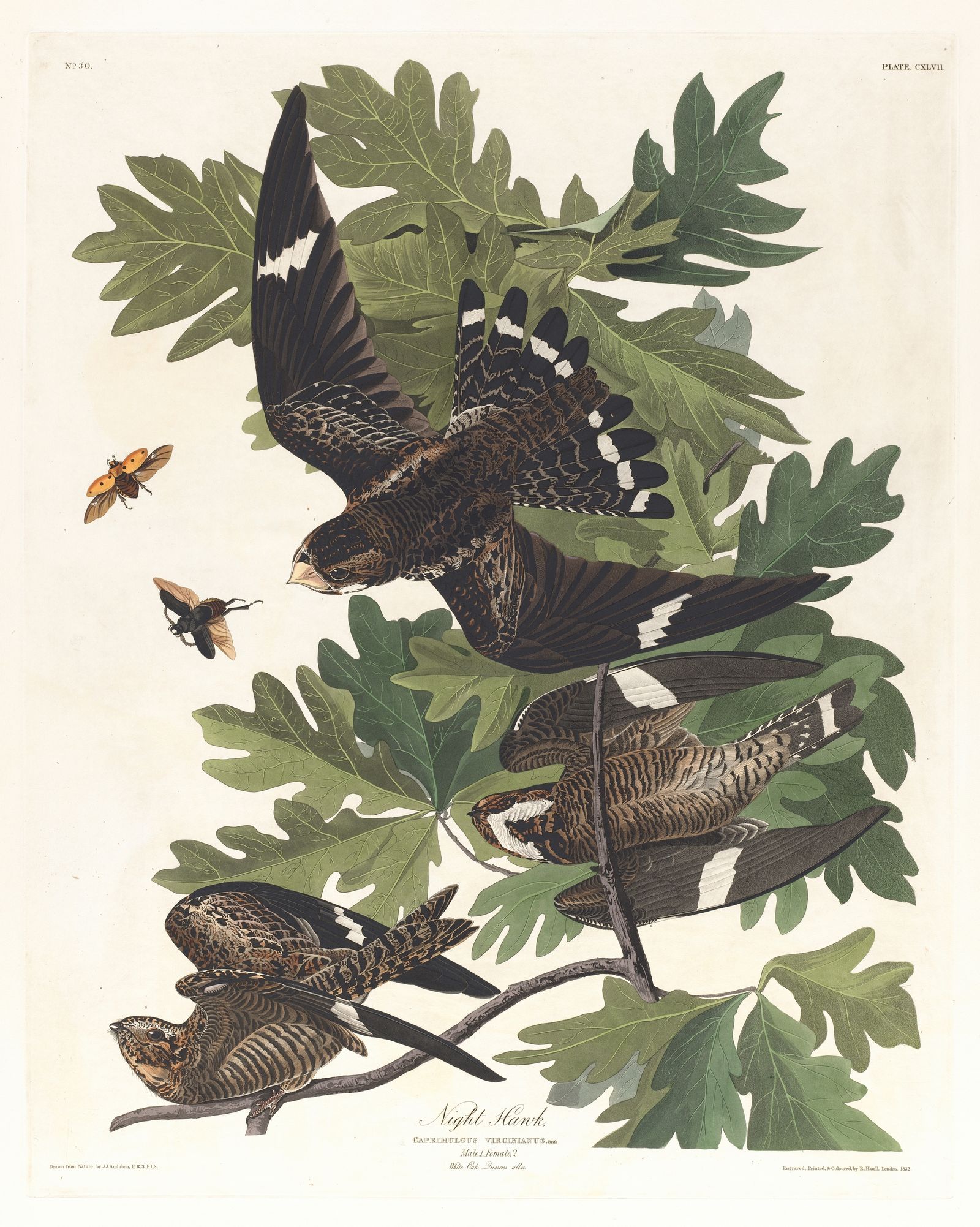 Night hawk (1827–1838)
