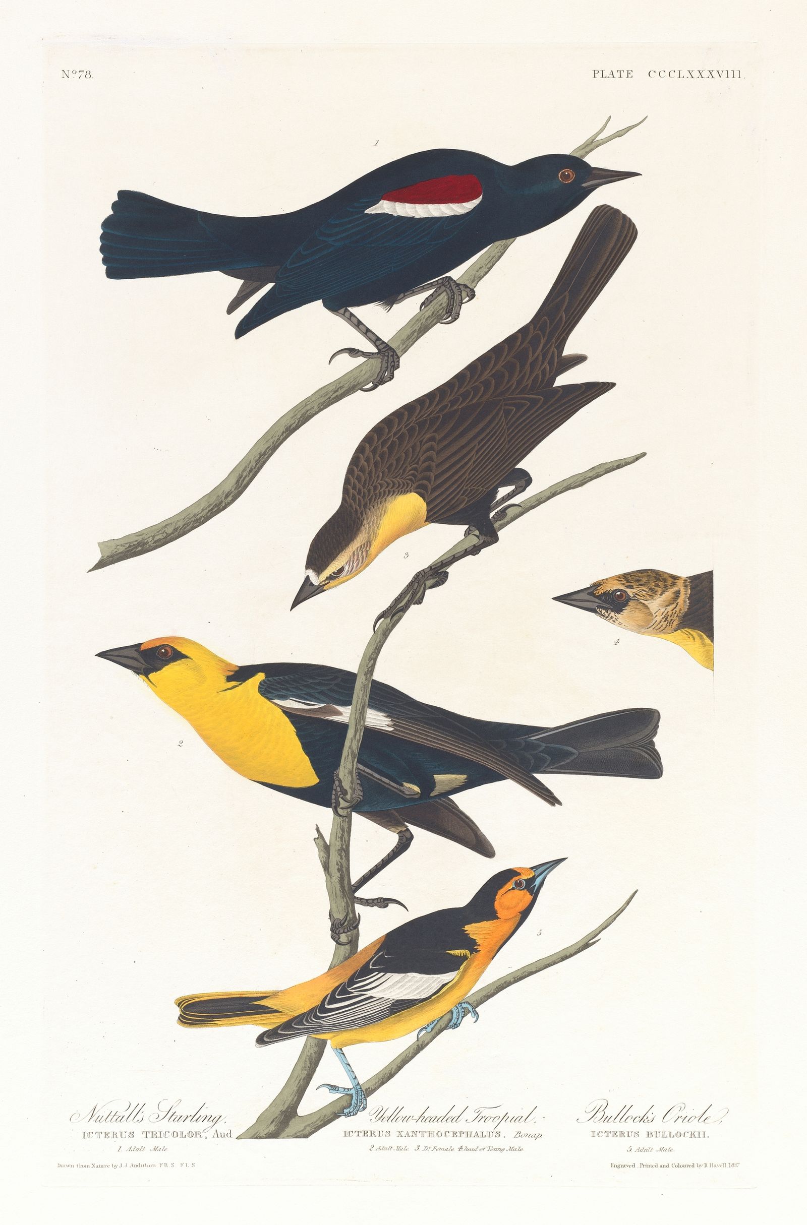 Nuttall’s starling. Yellow-headed troopial. Bullock’s oriole (1827–1838)
