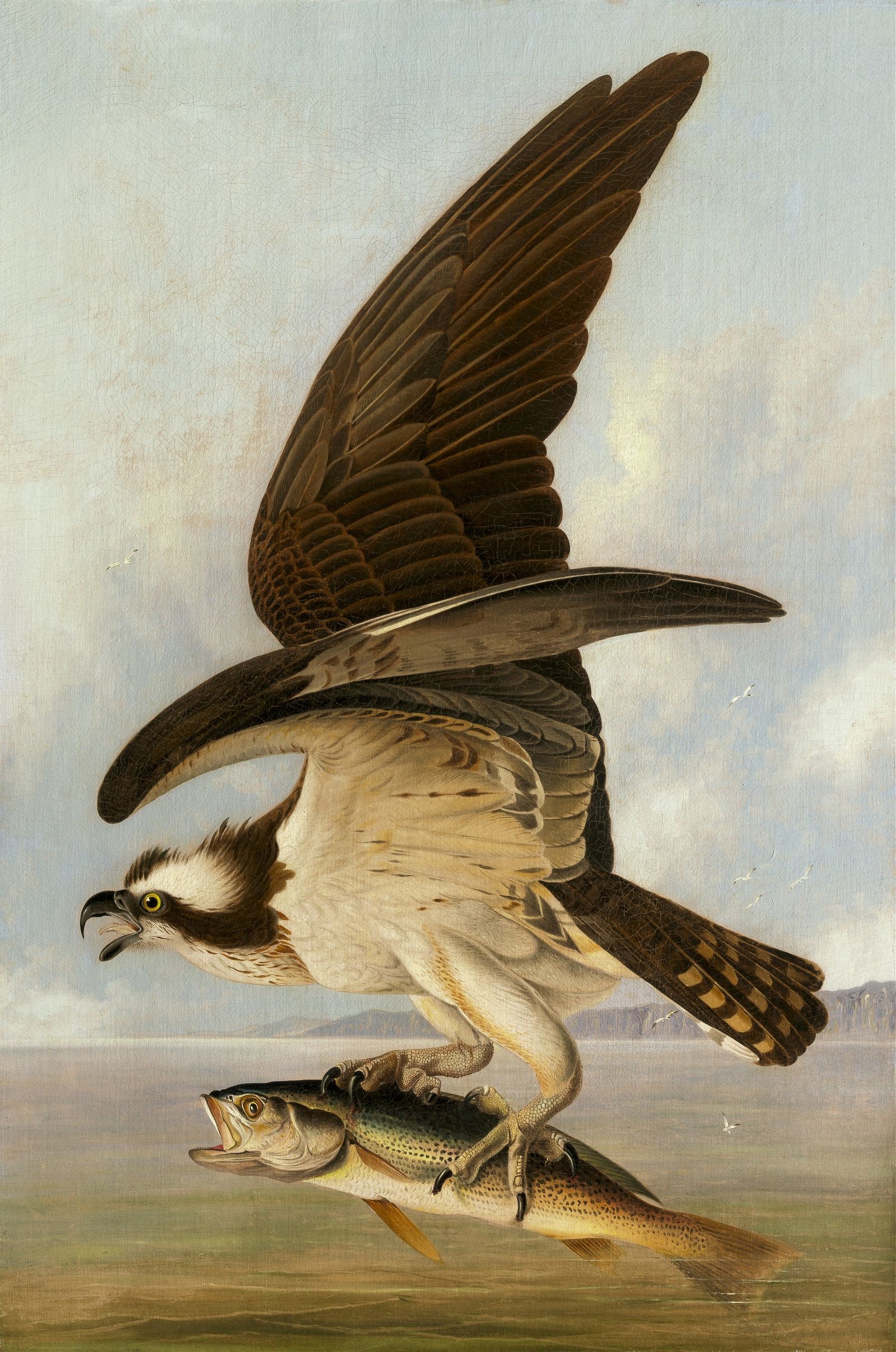Osprey and Weakfish (1829)