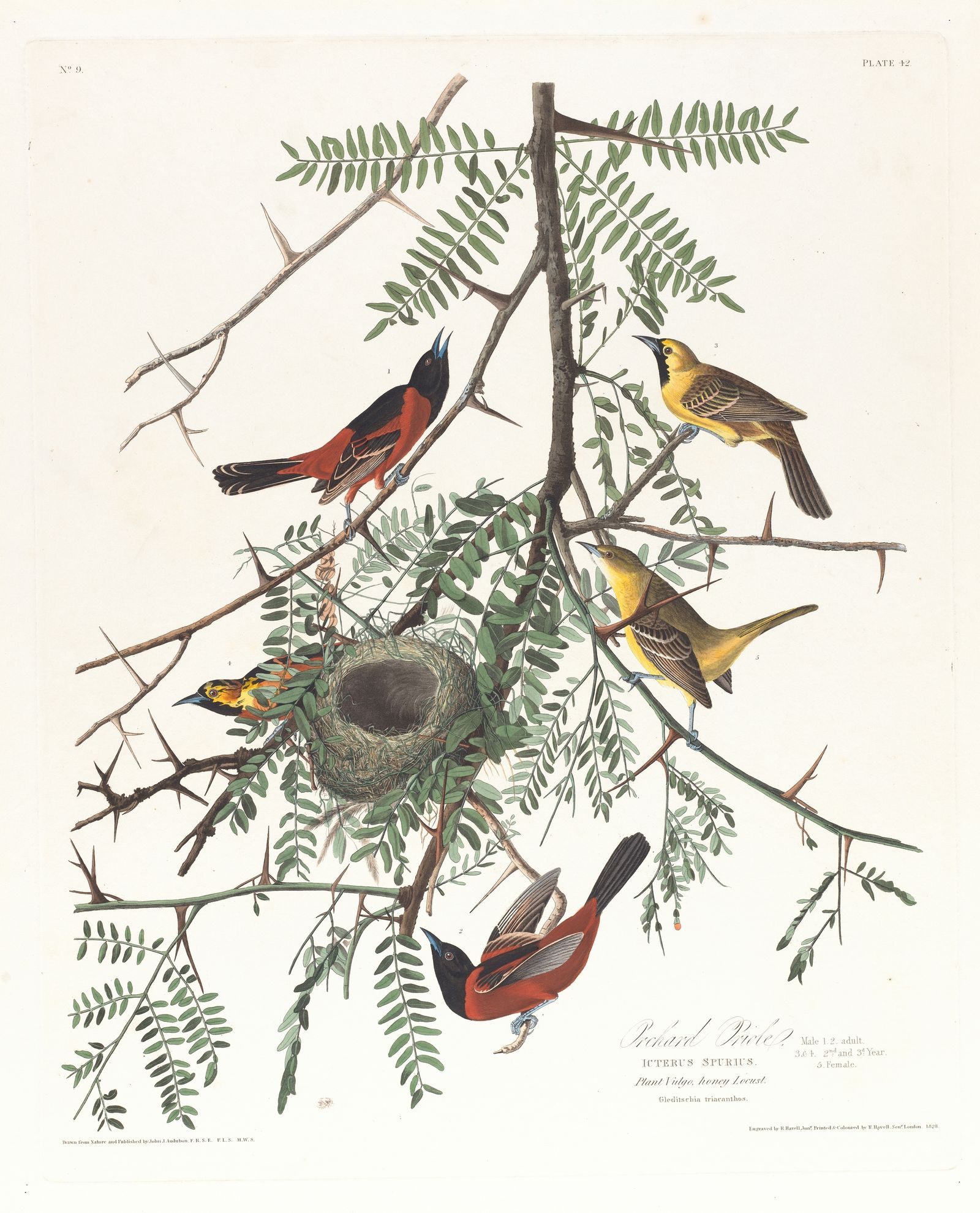 Orchard oriole (1827–1838)