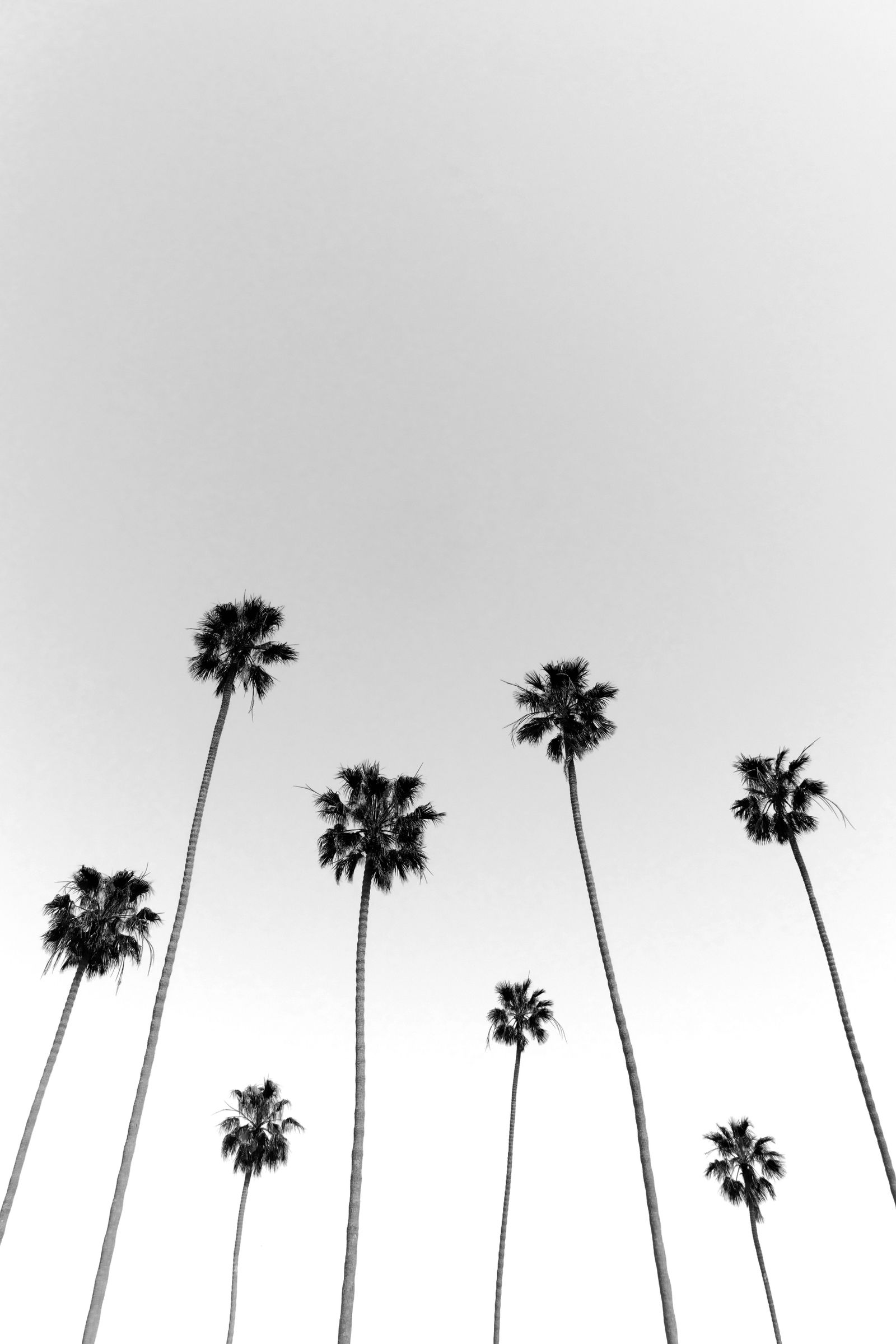 Palm Noir