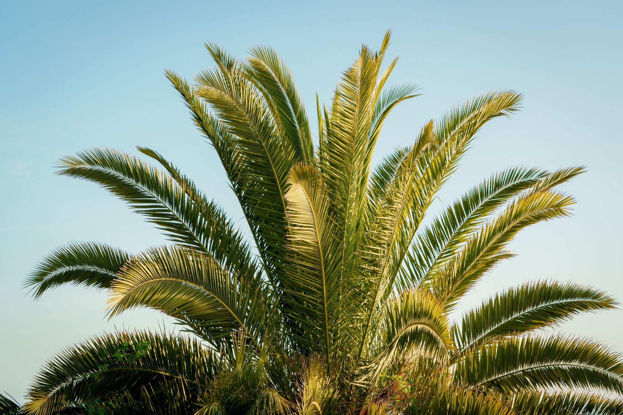 Palm Tree in Corona Del Mar