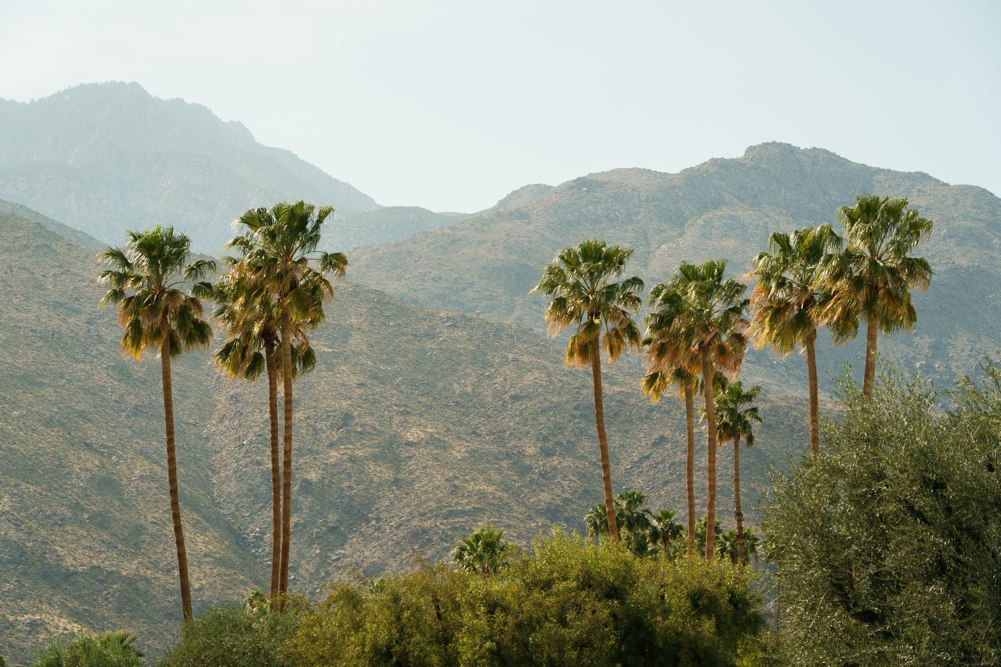 Palm Trees & Mountains, Palm Springs