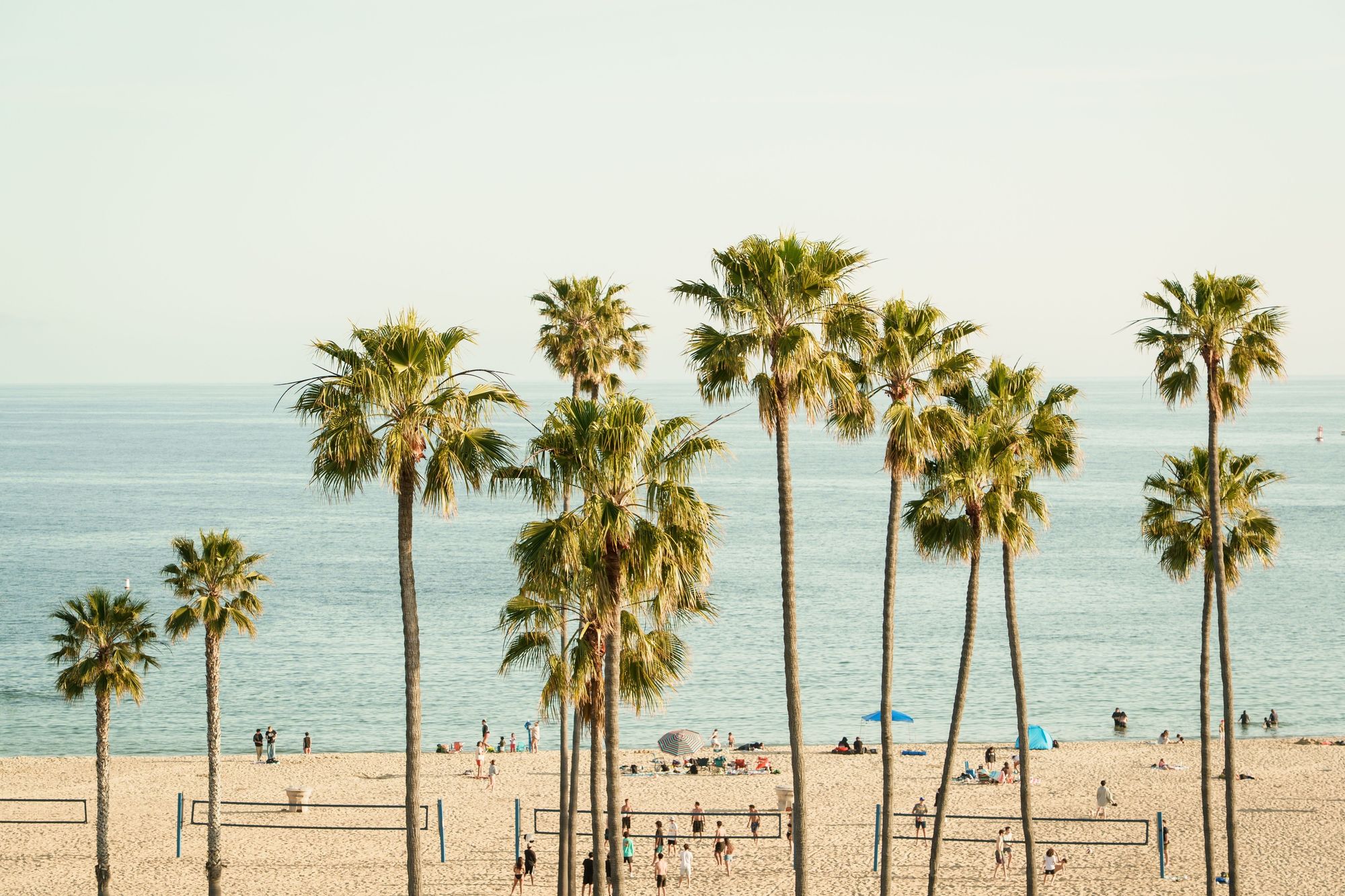 Palm Trees, Corona Del Mar