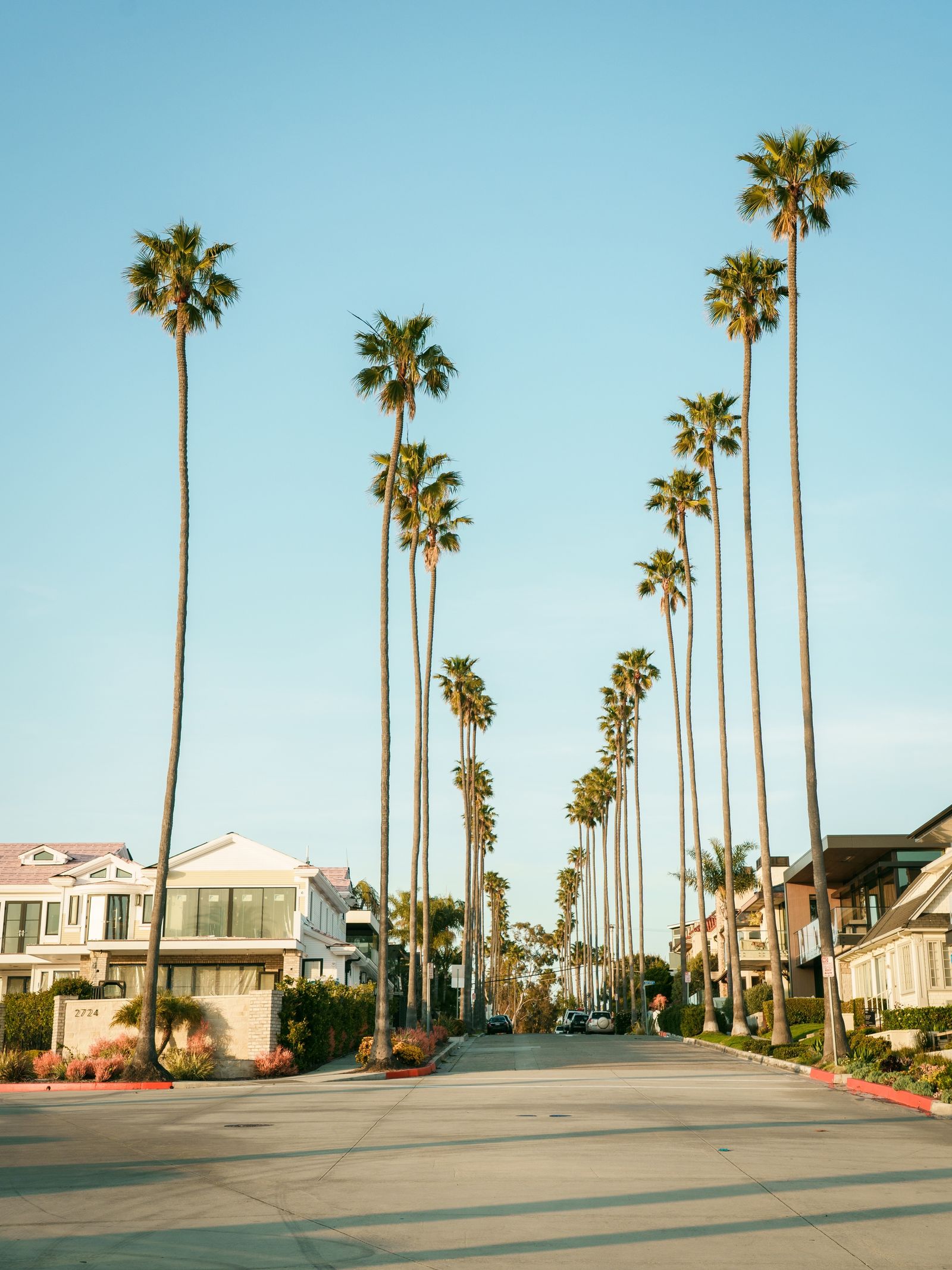 Palm Trees in Corona Del Mar