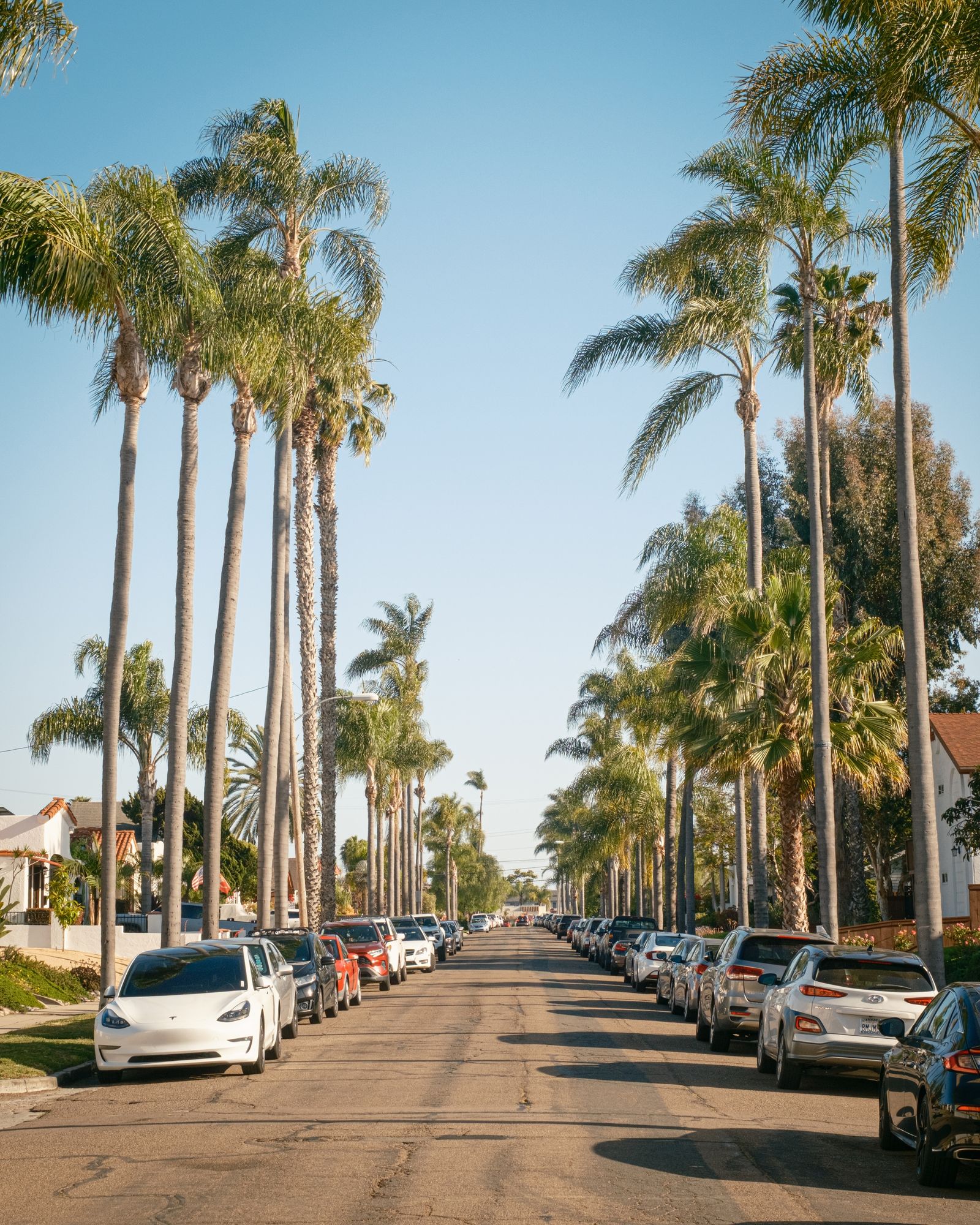Palm Trees in Kensington, San Diego