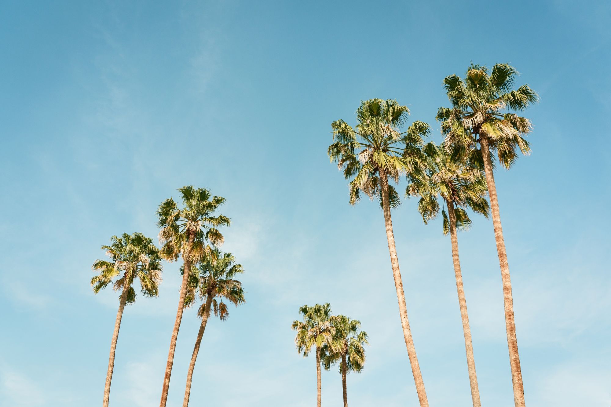 Palm Trees in Palm Springs 03