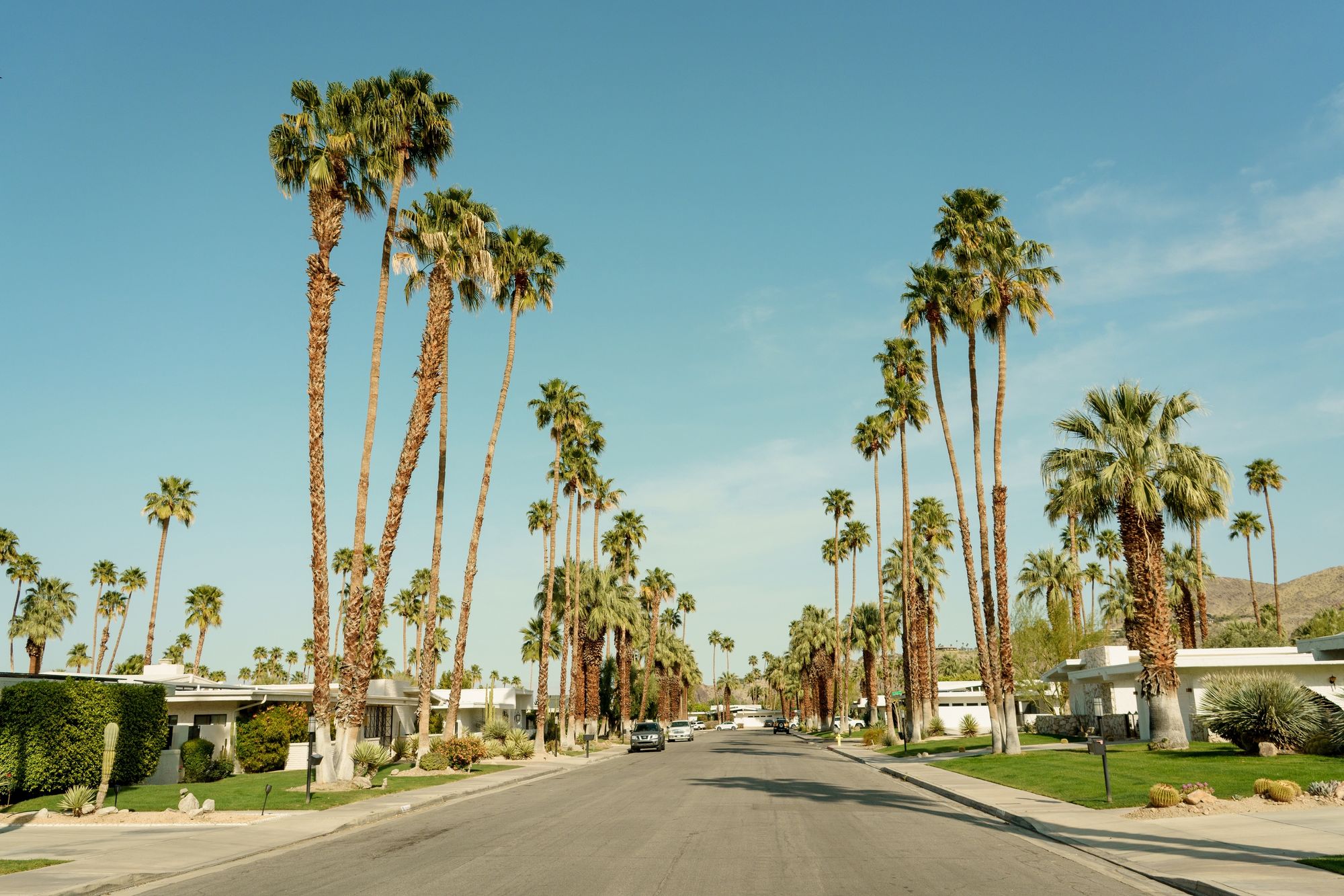 Palm Trees in Palm Springs 02