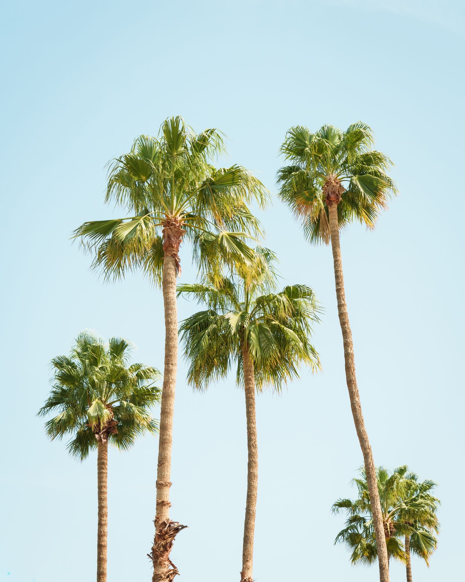 Palm Trees in Palms Springs