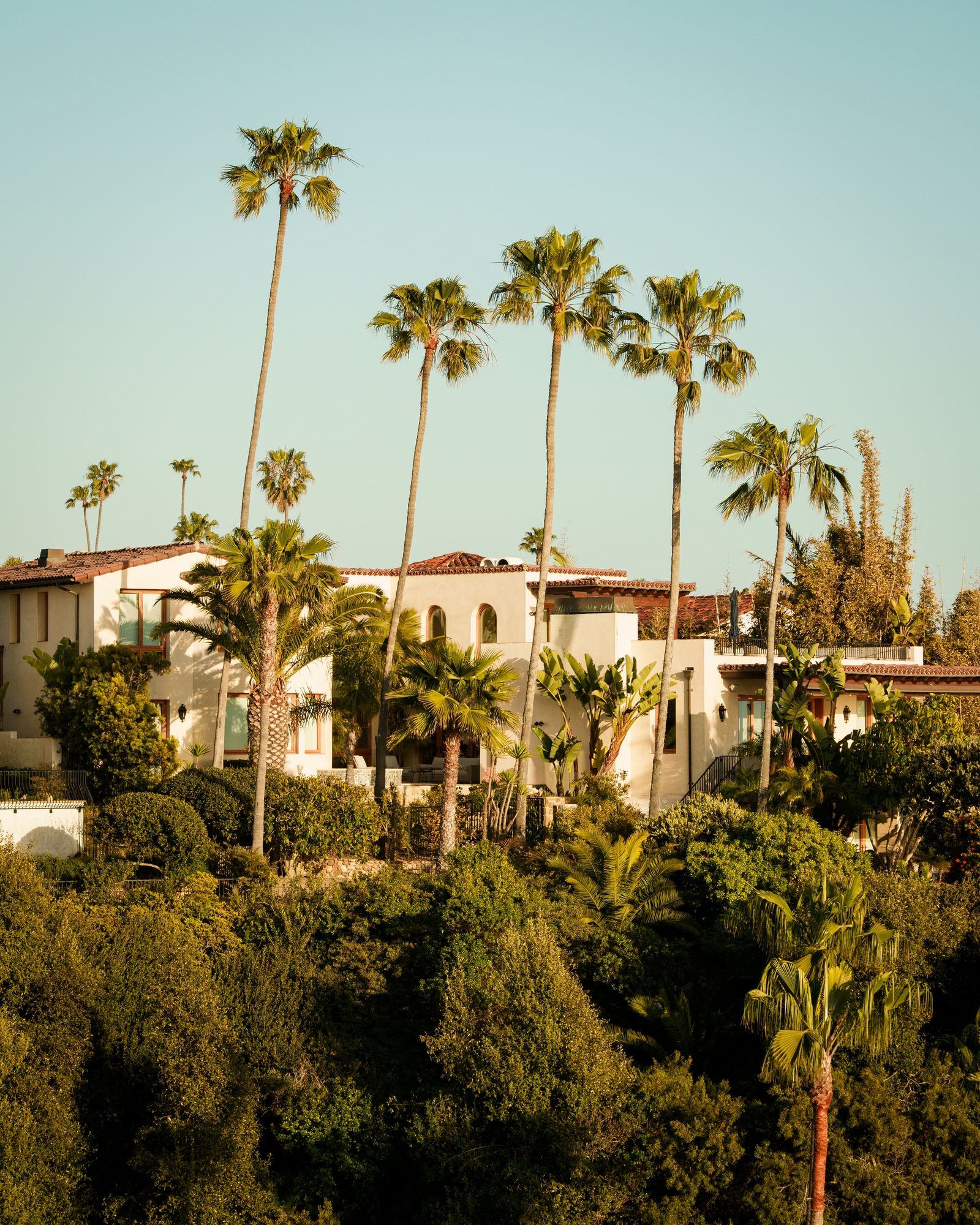 Palm Trees in San Clemente