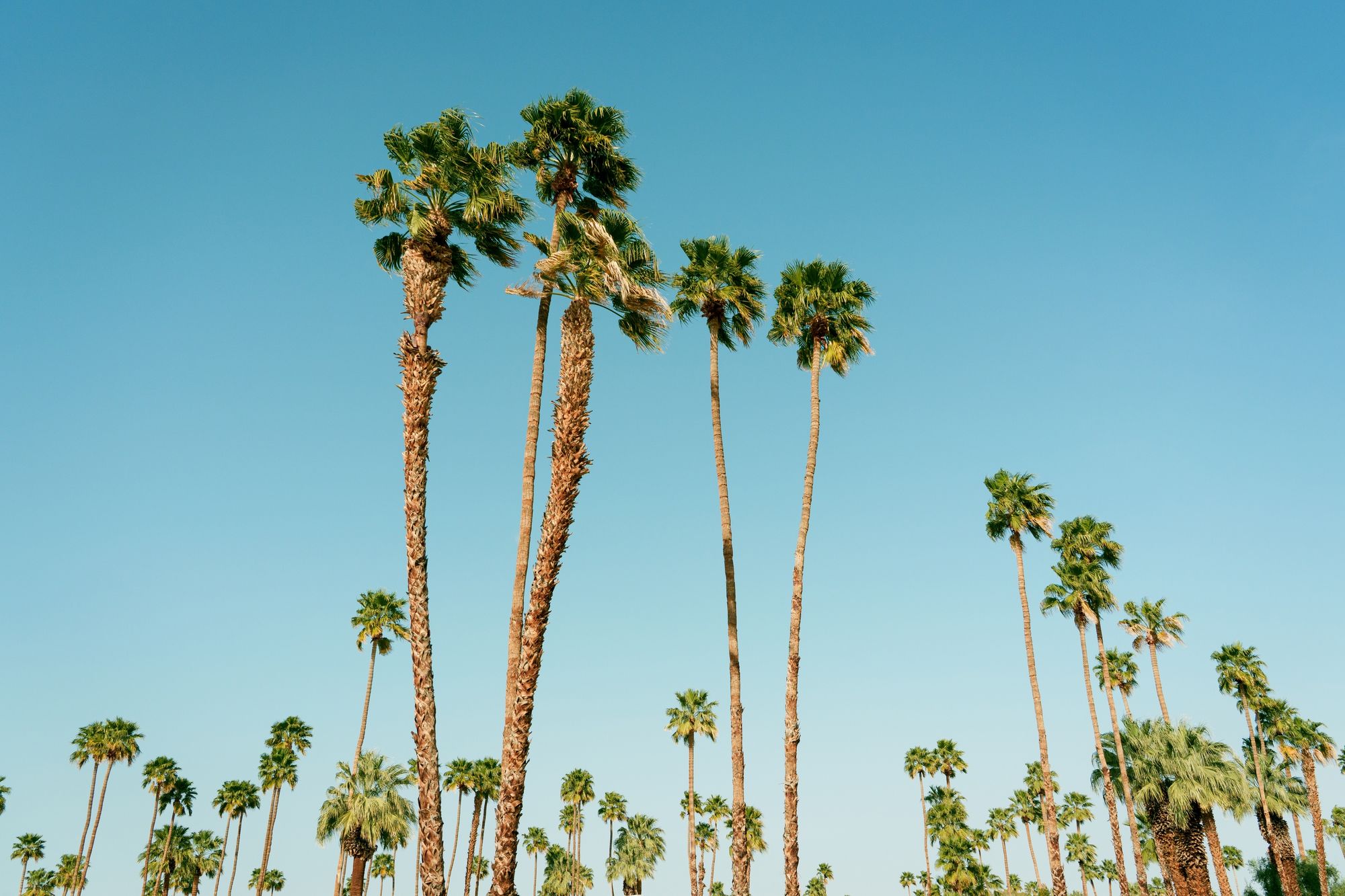 Palm Trees, Palm Springs 02