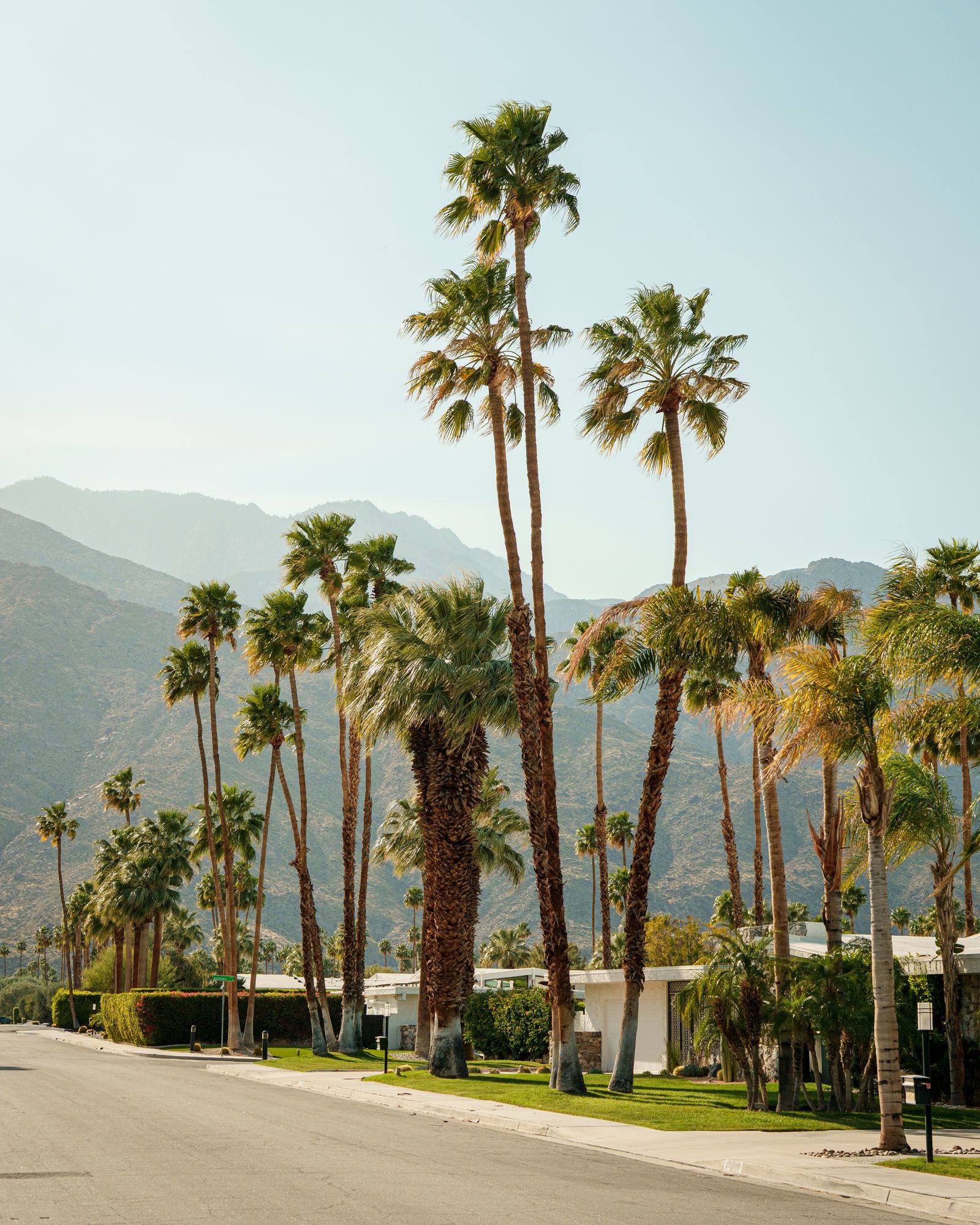 Palm Trees, Palm Springs 03