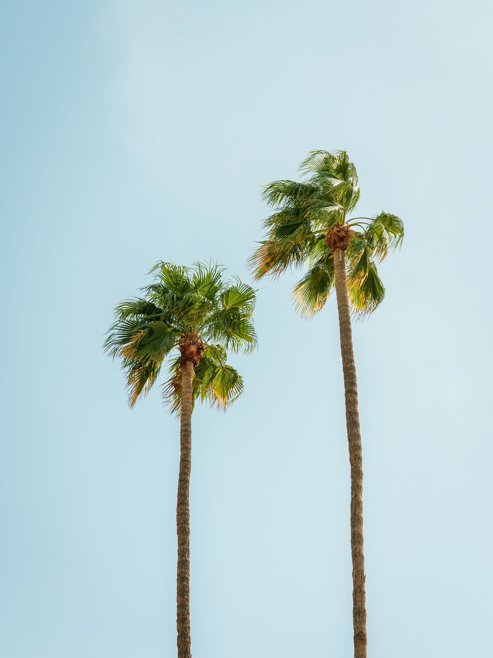Palm Trees, Palm Springs
