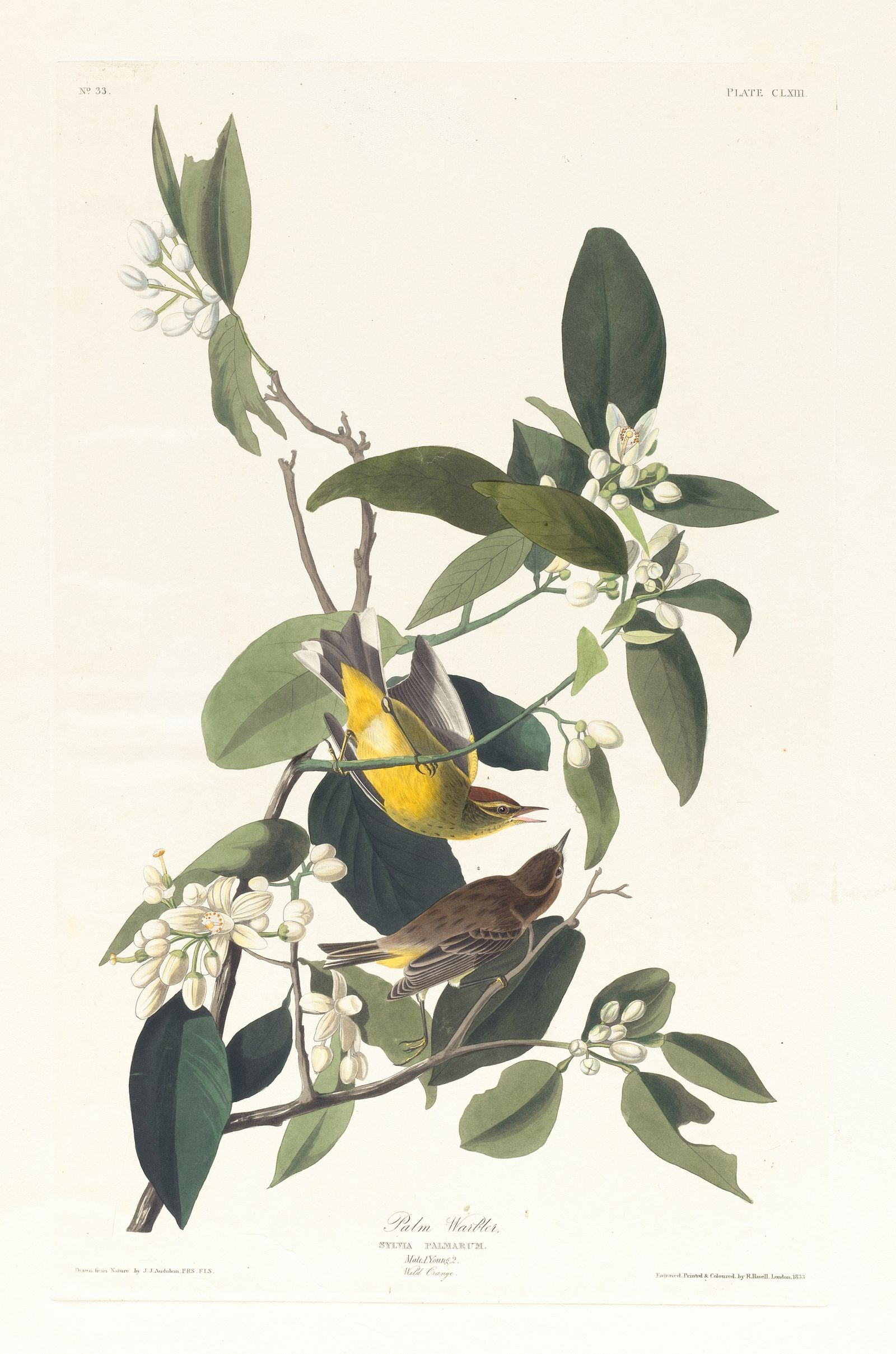 Palm warbler (1827–1838)