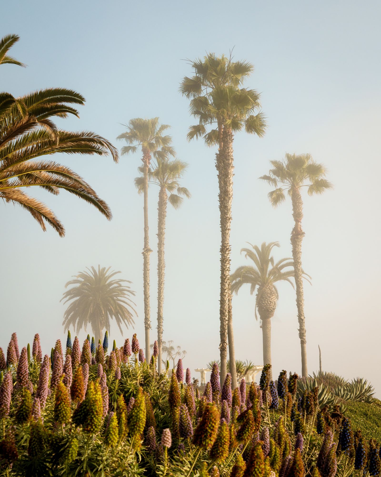 Palms at Treasure Island, Laguna Beach 02