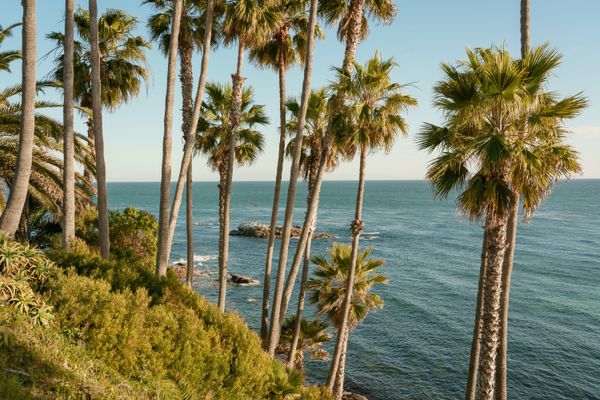 Palm Trees