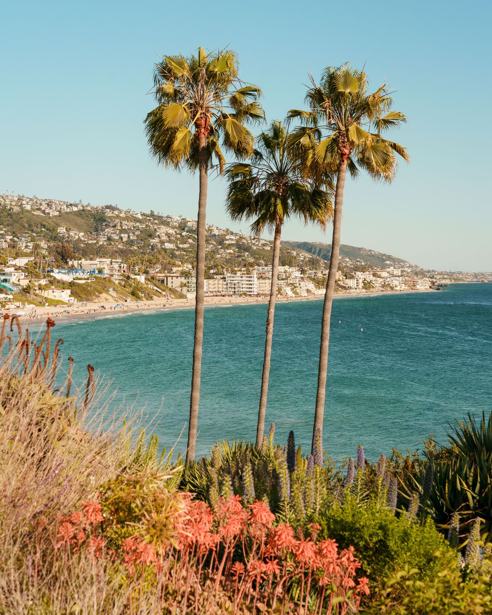 Palms at Heisler Park, Laguna Beach 01