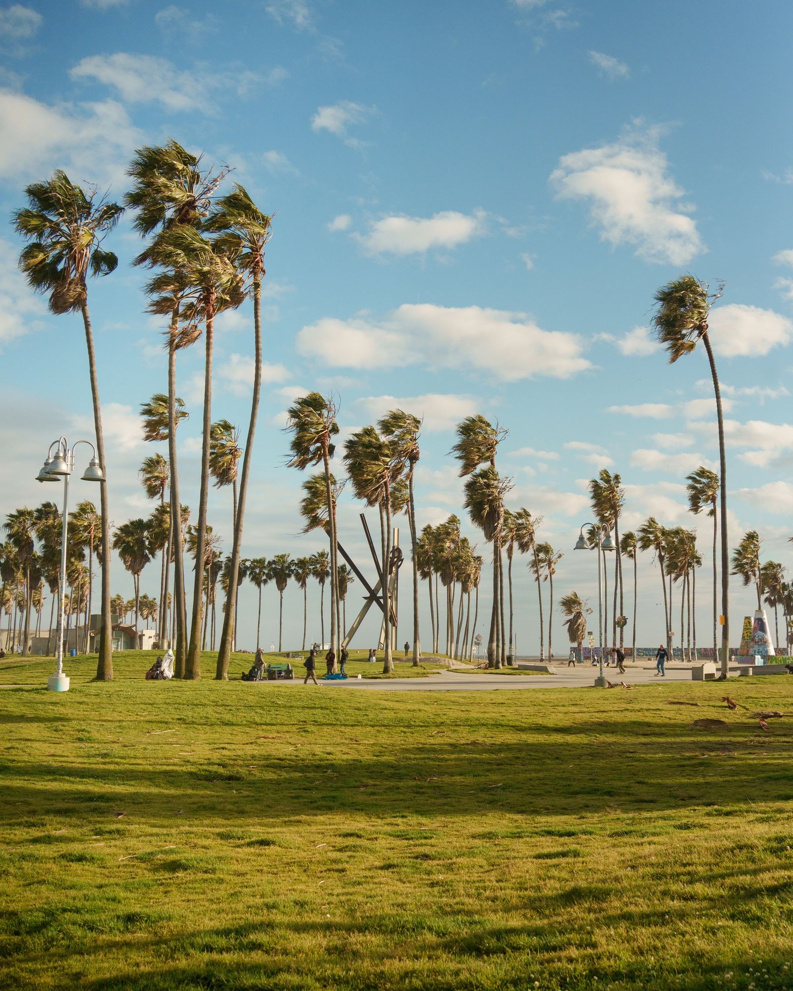 Palms in Venice Beach, Los Angeles
