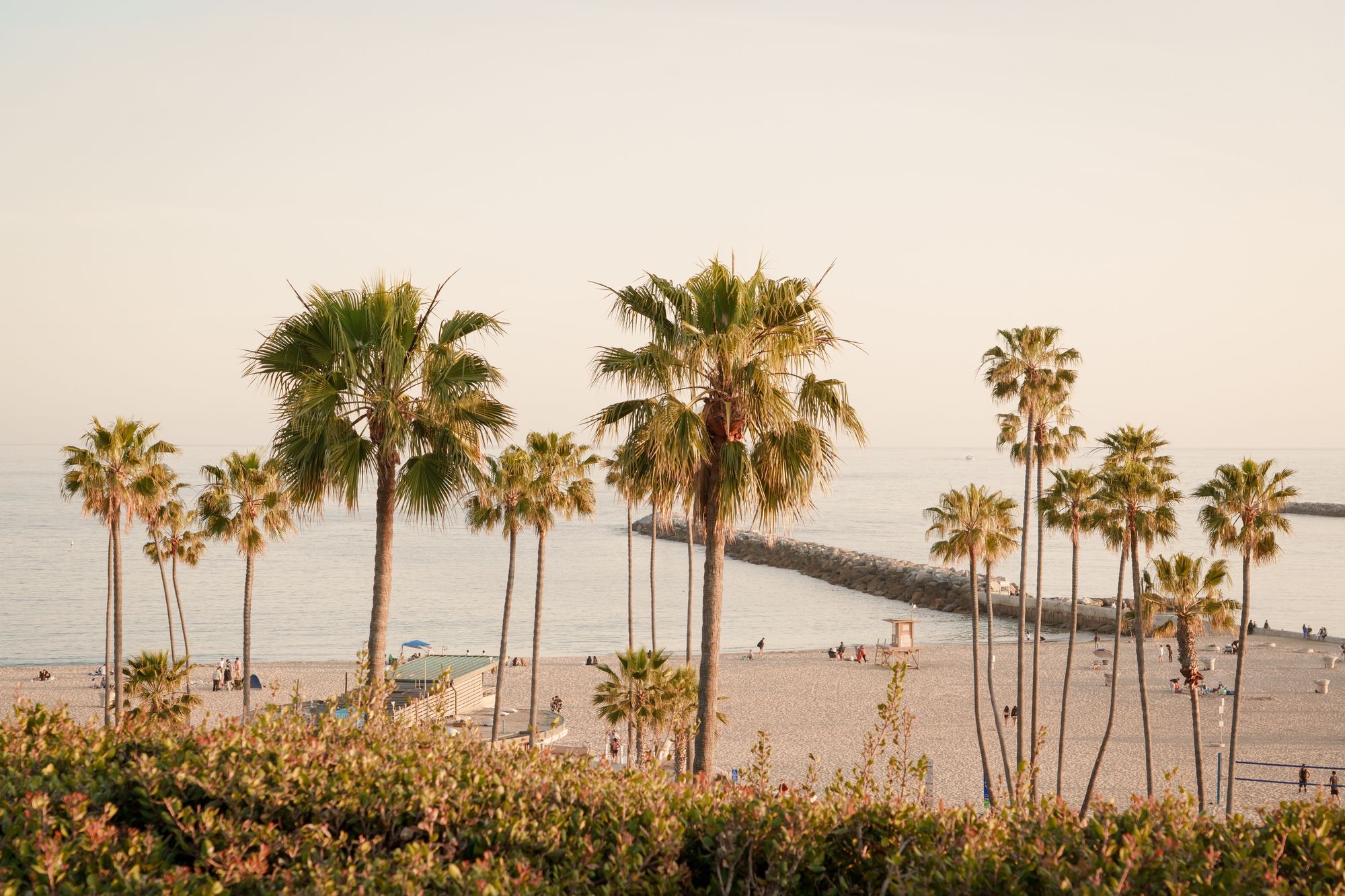 Palms in Corona Del Mar 01