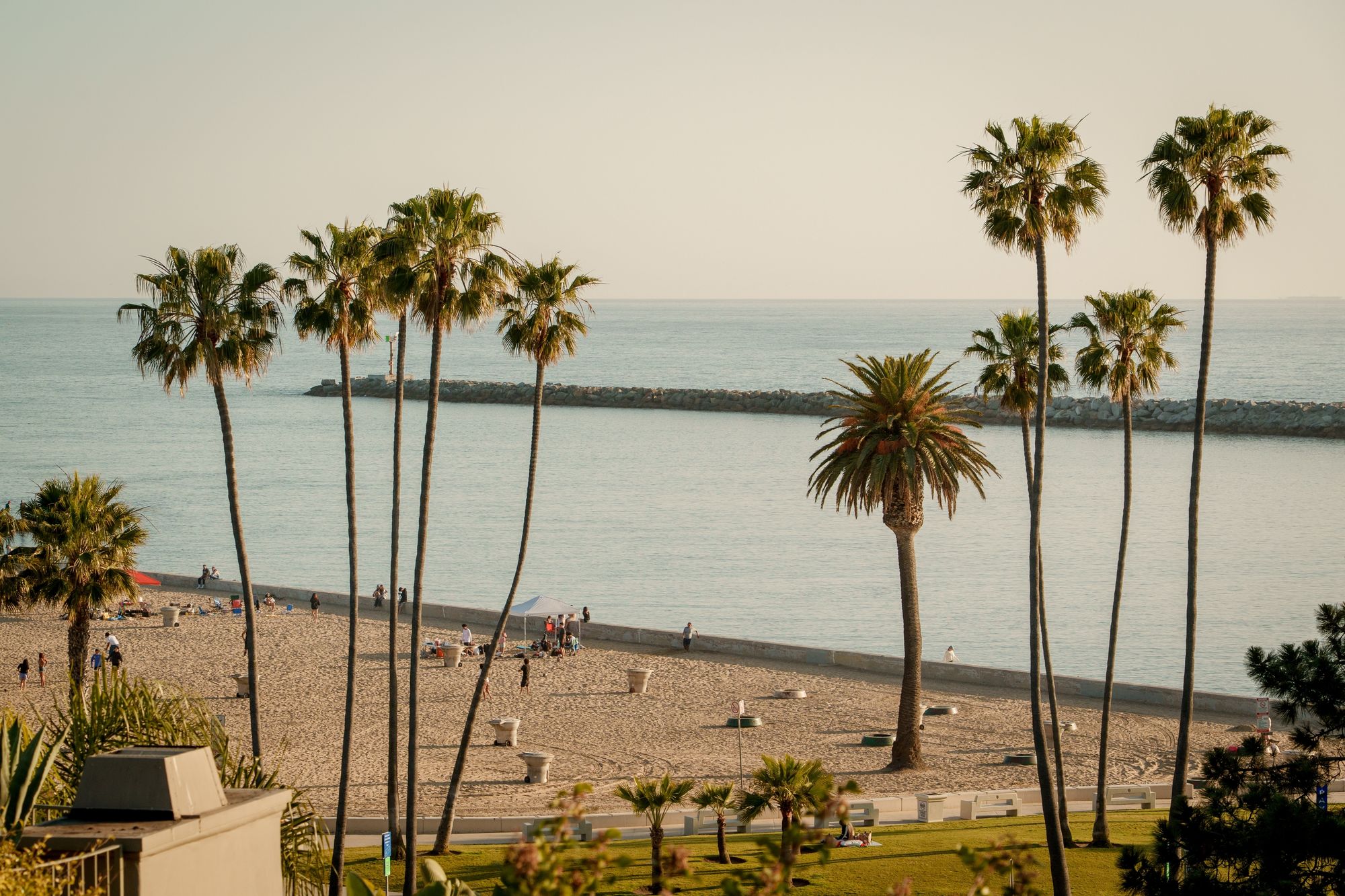 Palms in Corona Del Mar