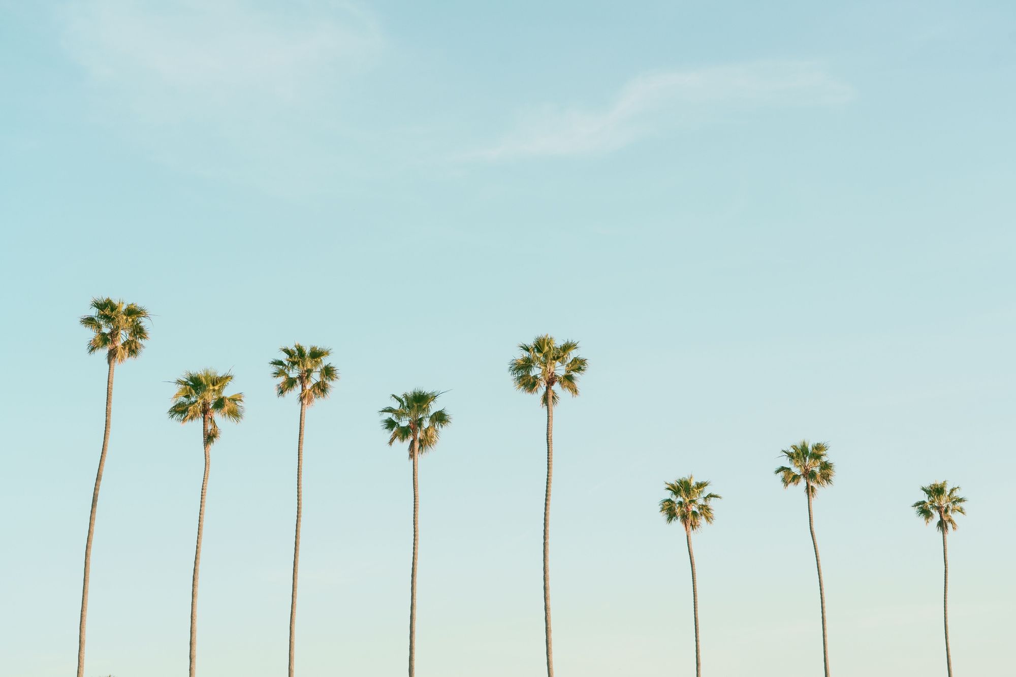 Palms in Corona Del Mar 02