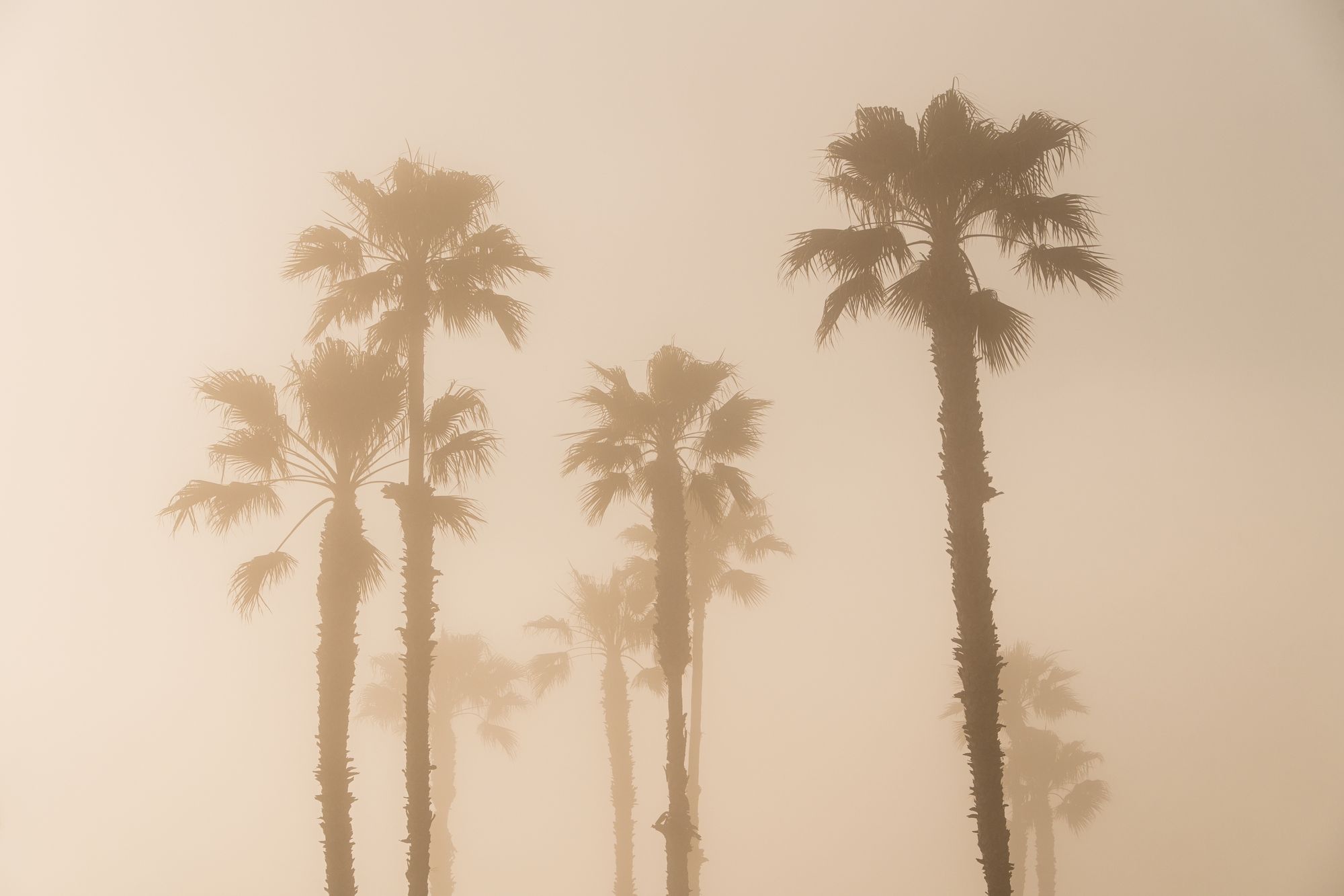 Palms in Laguna Beach 02